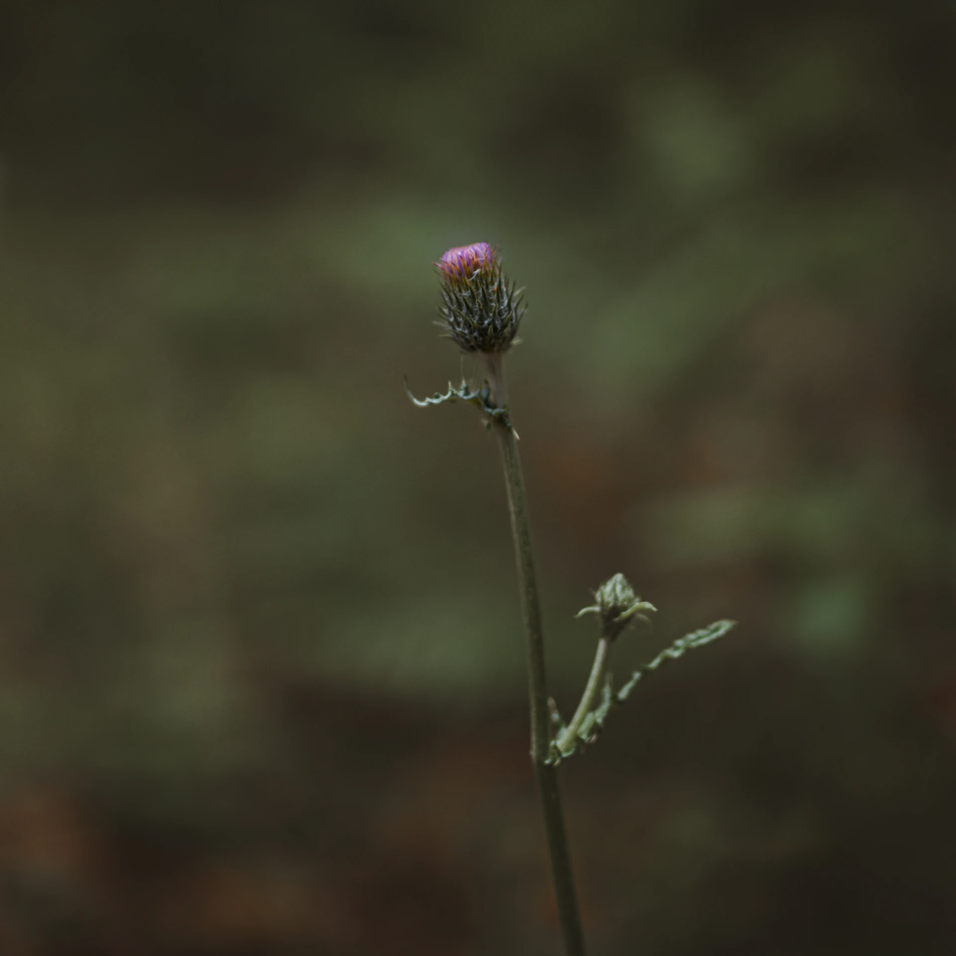 A single flower in a vase with a blurry background