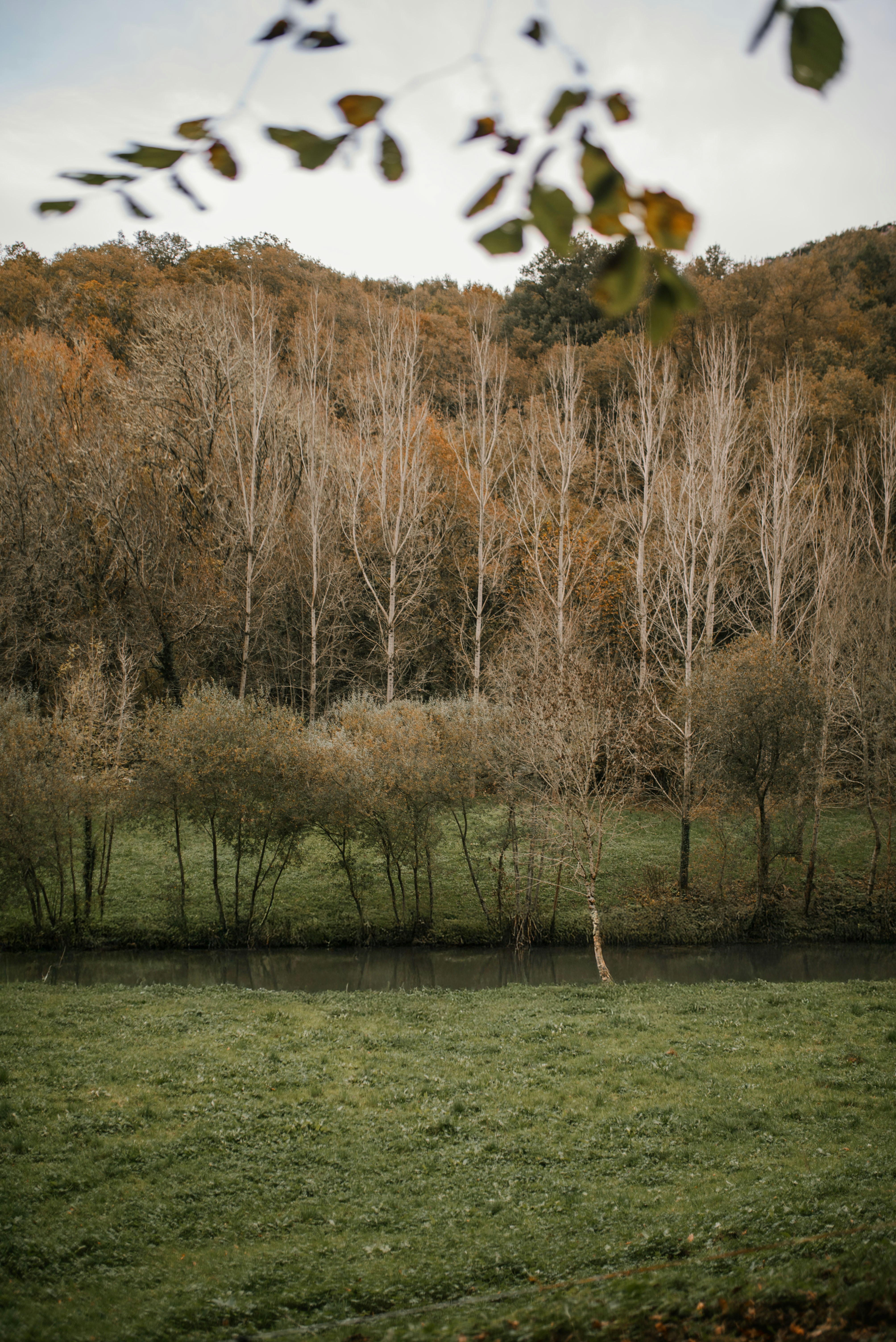A grassy field with trees in the background