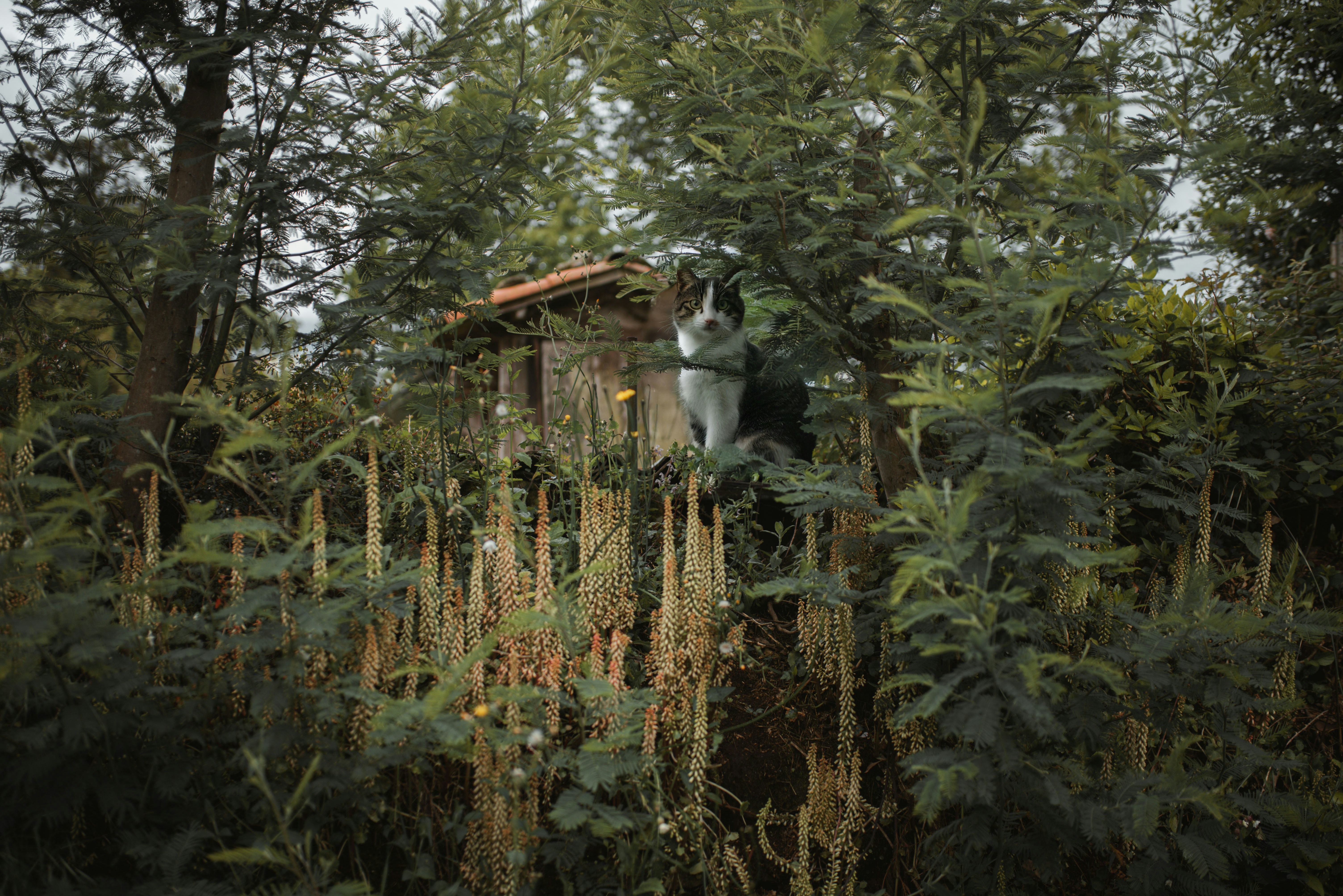 A cat sitting on top of a tree stump in a forest