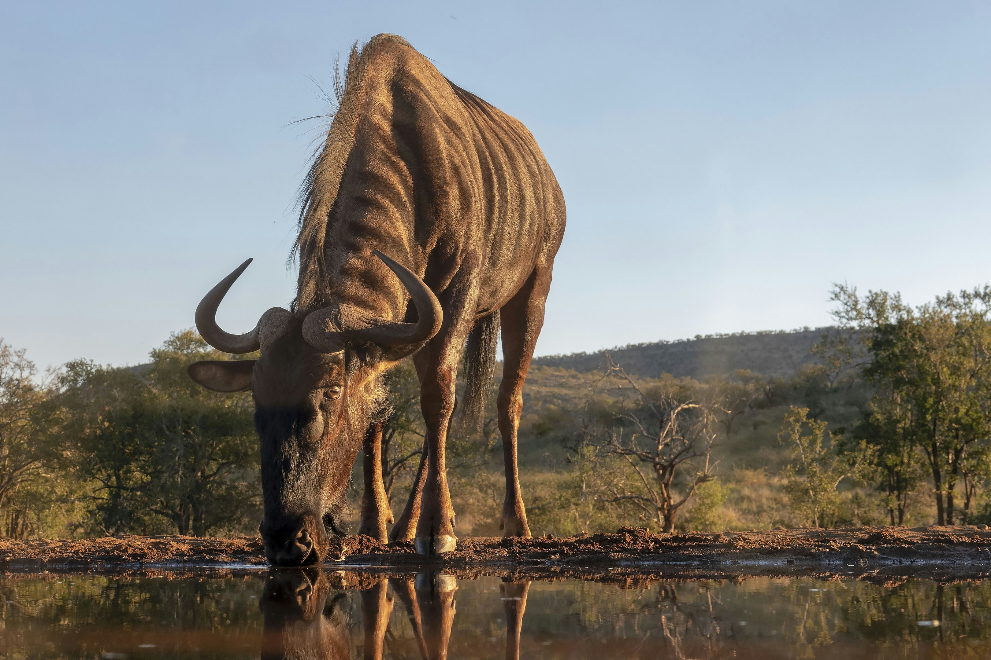A water buffalo drinking water from a pond