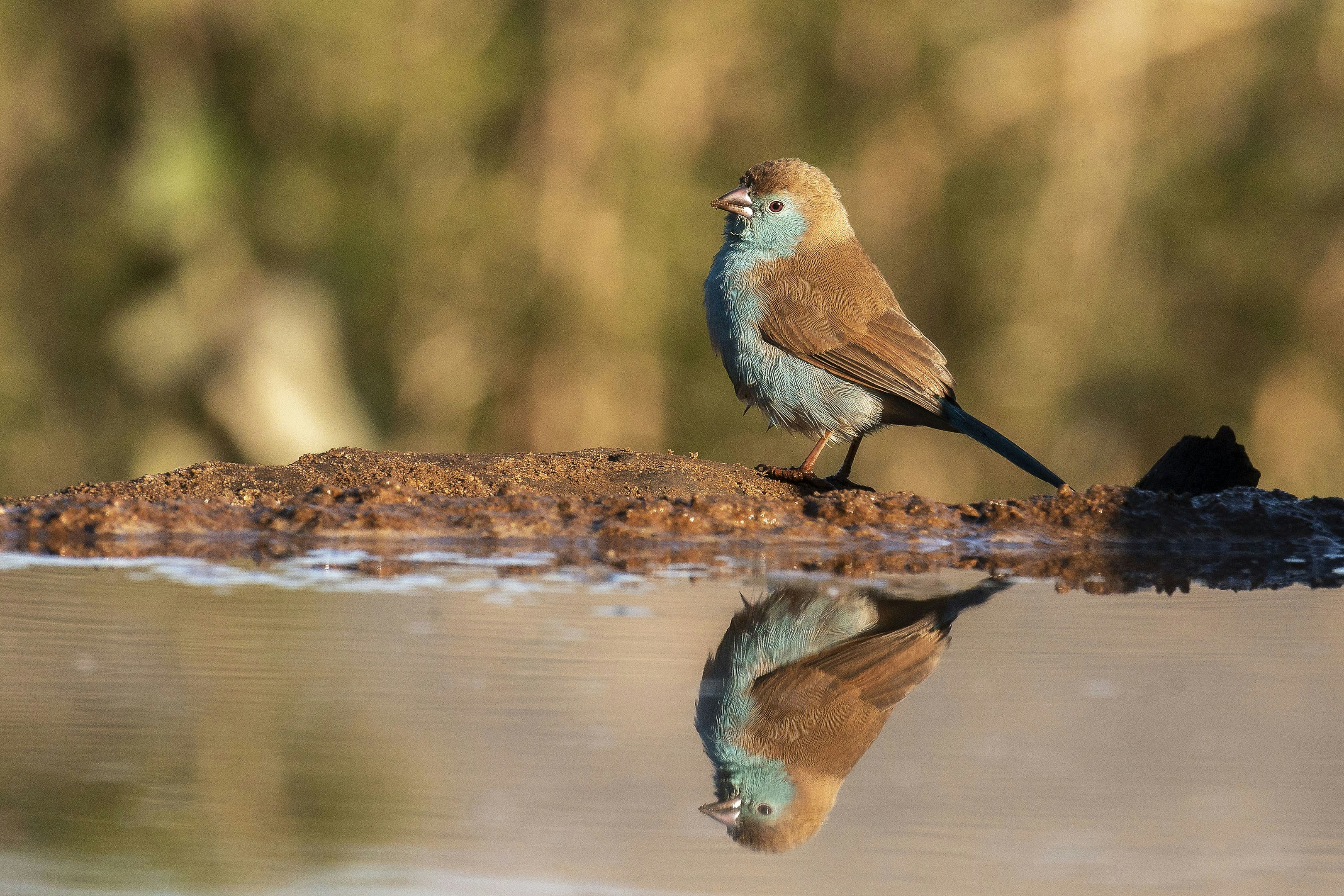A bird sitting on top of a log next to a body of water