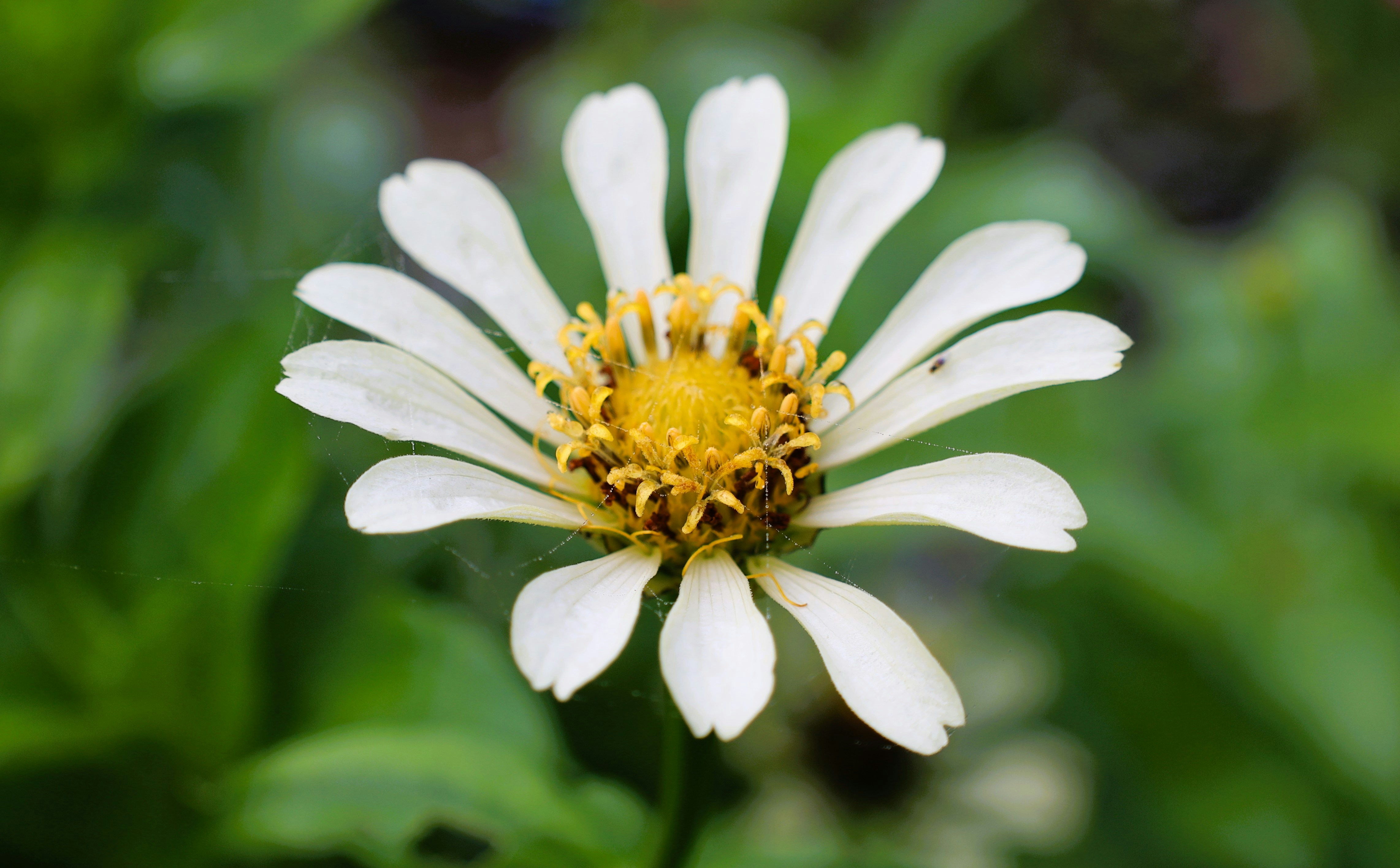 Photo by jaimegusmao