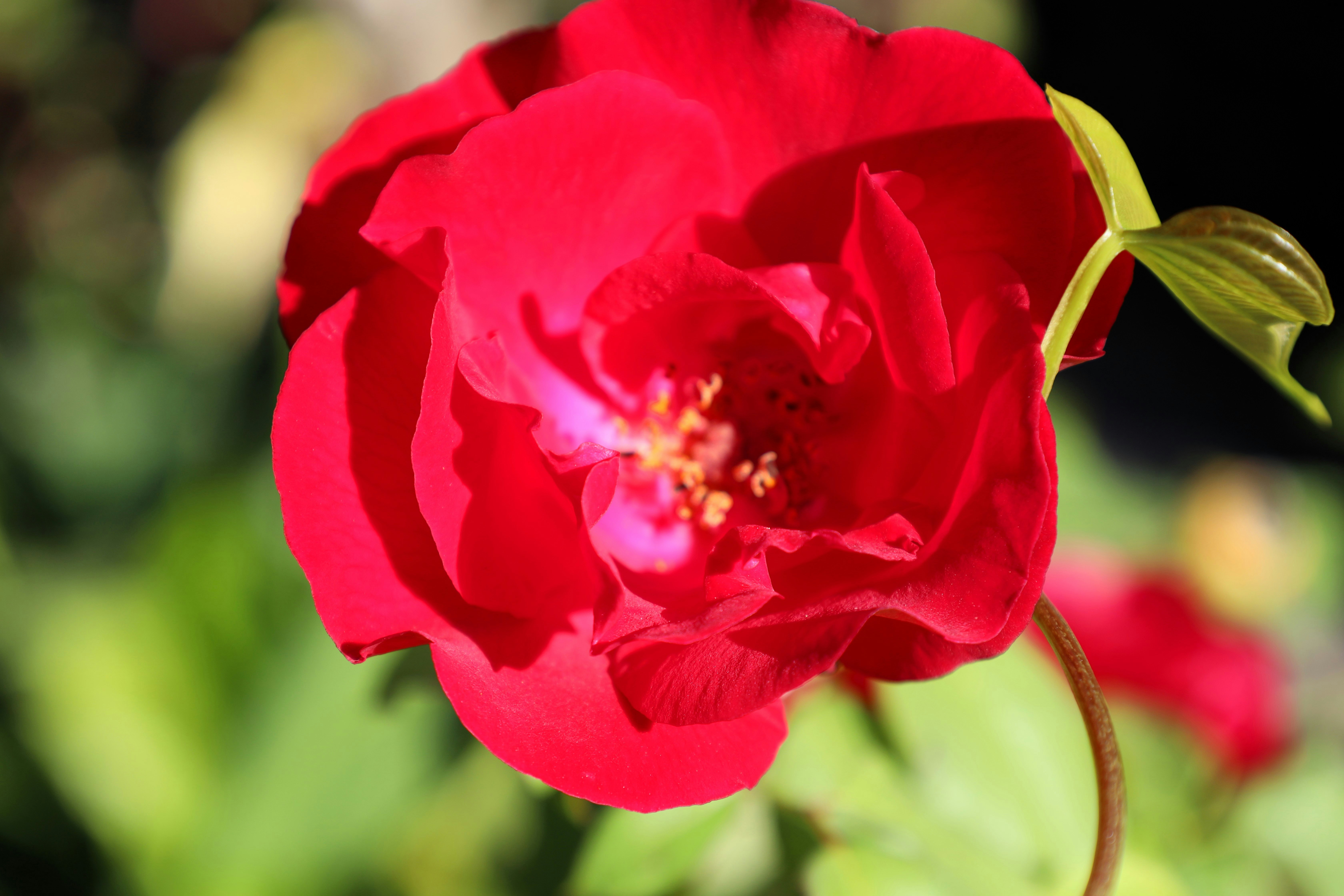 Photo by jaimegusmao