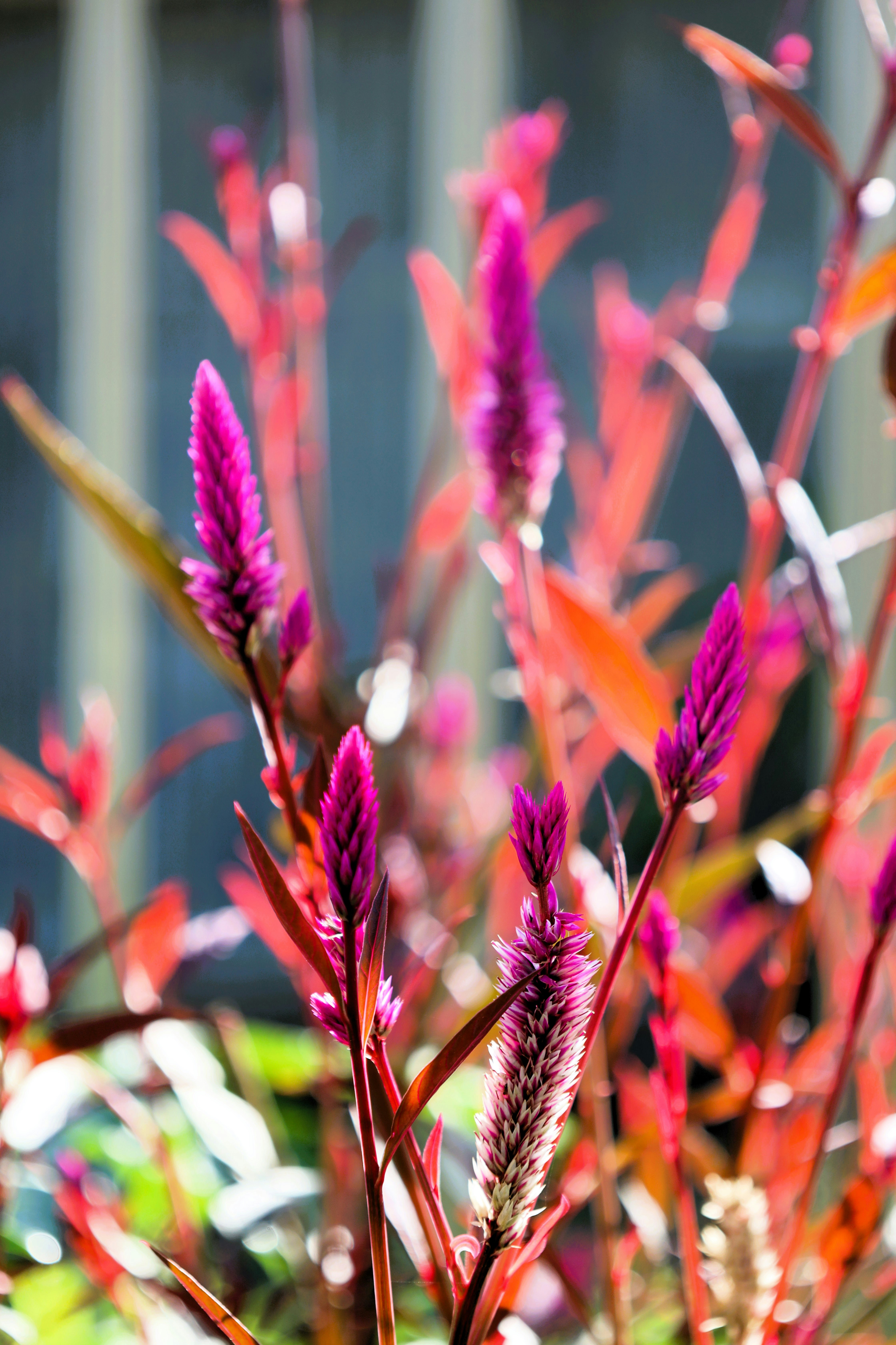 A close up of a plant with purple flowers