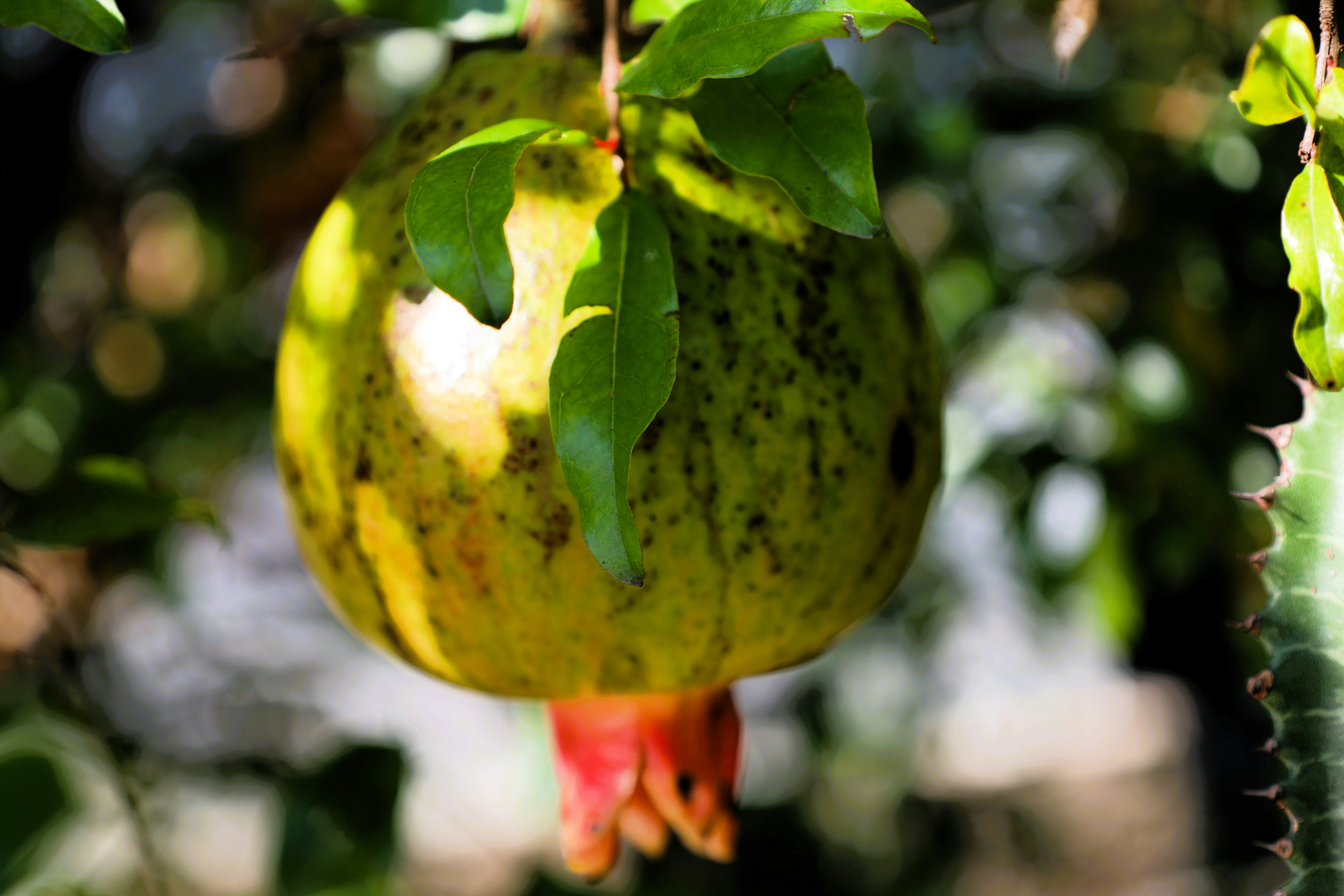 Photo by jaimegusmao