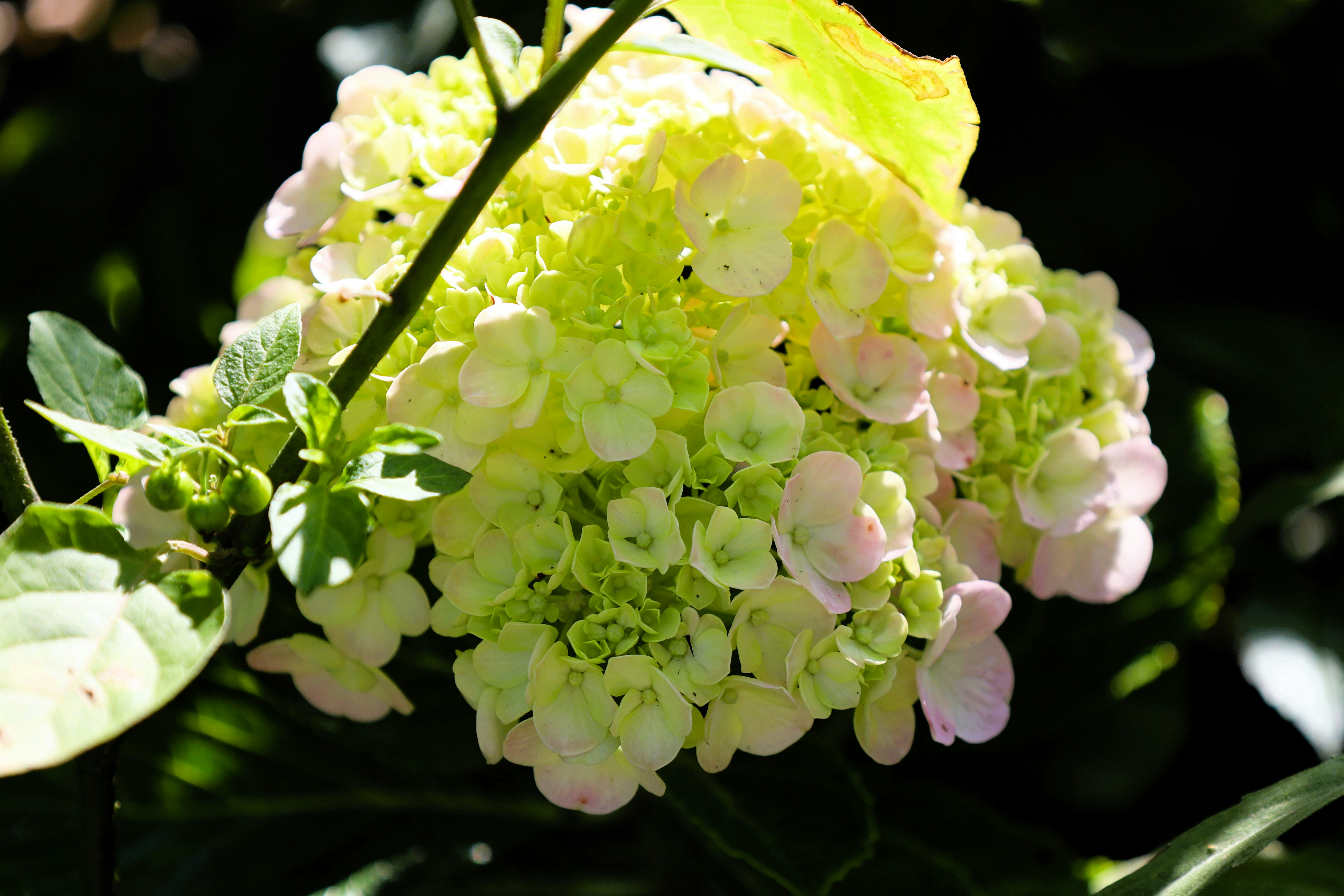 Photo by jaimegusmao