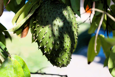 A bunch of unripe fruit hanging from a tree