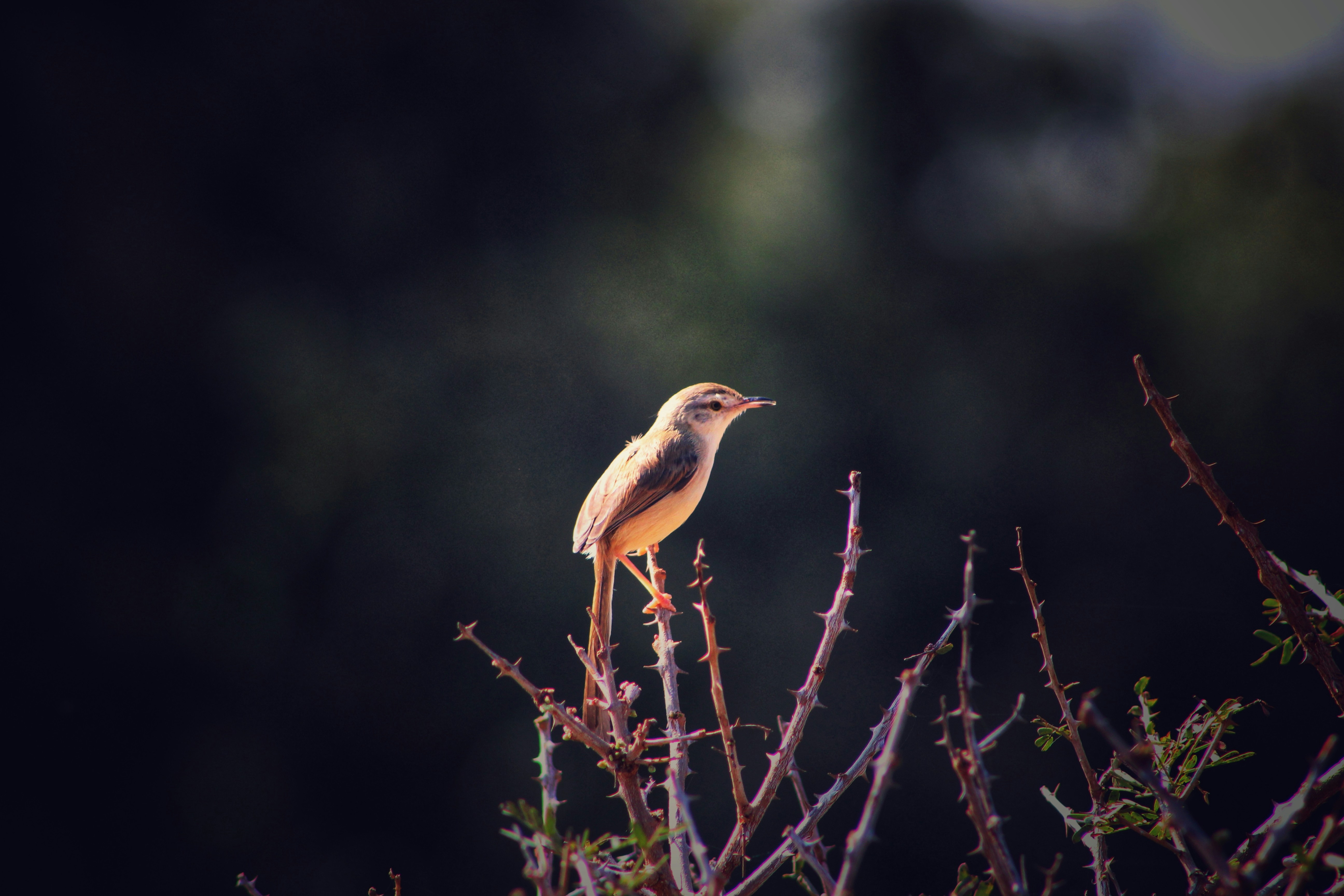 Photo by kotreshkalki