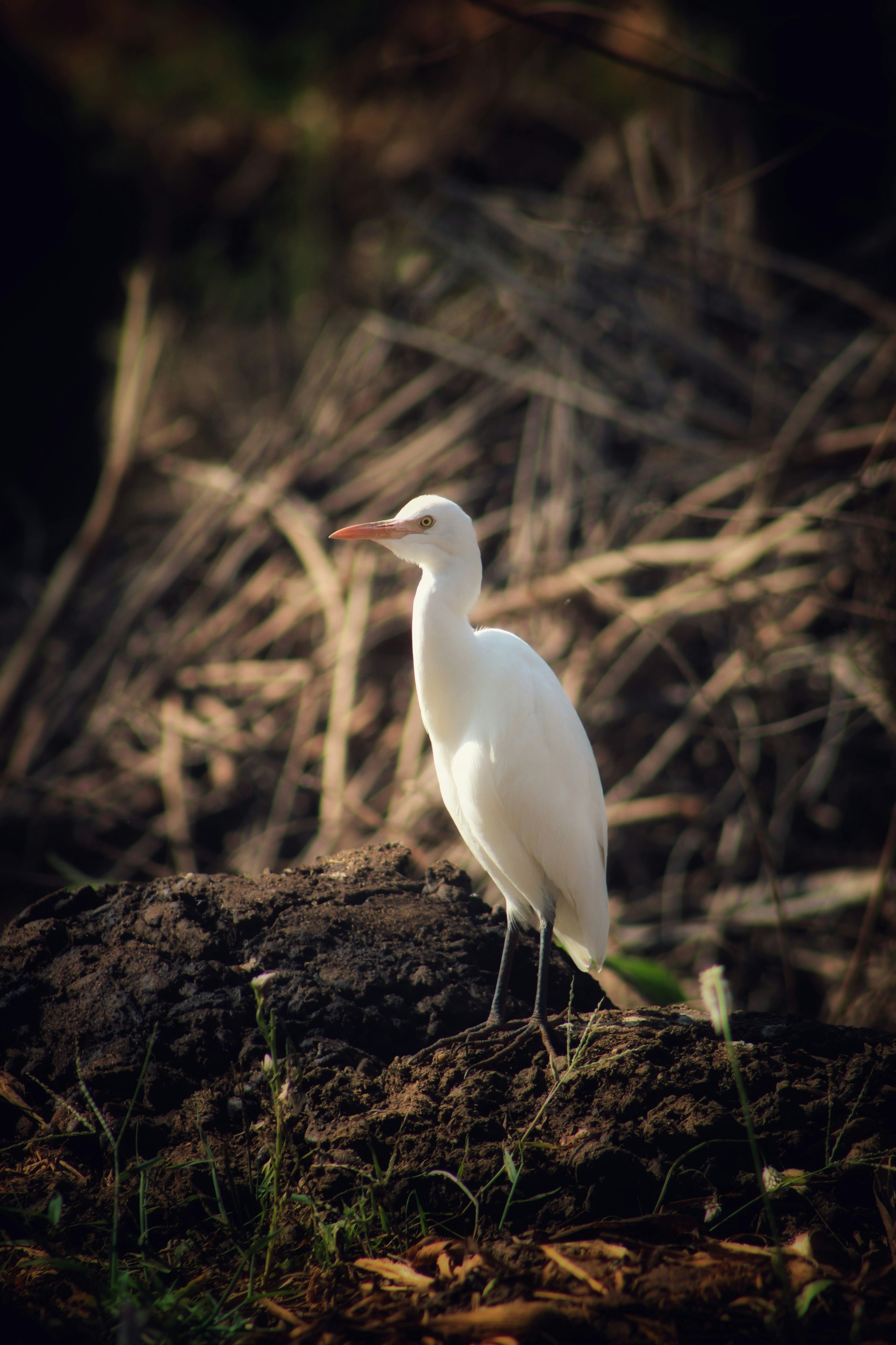 Photo by kotreshkalki