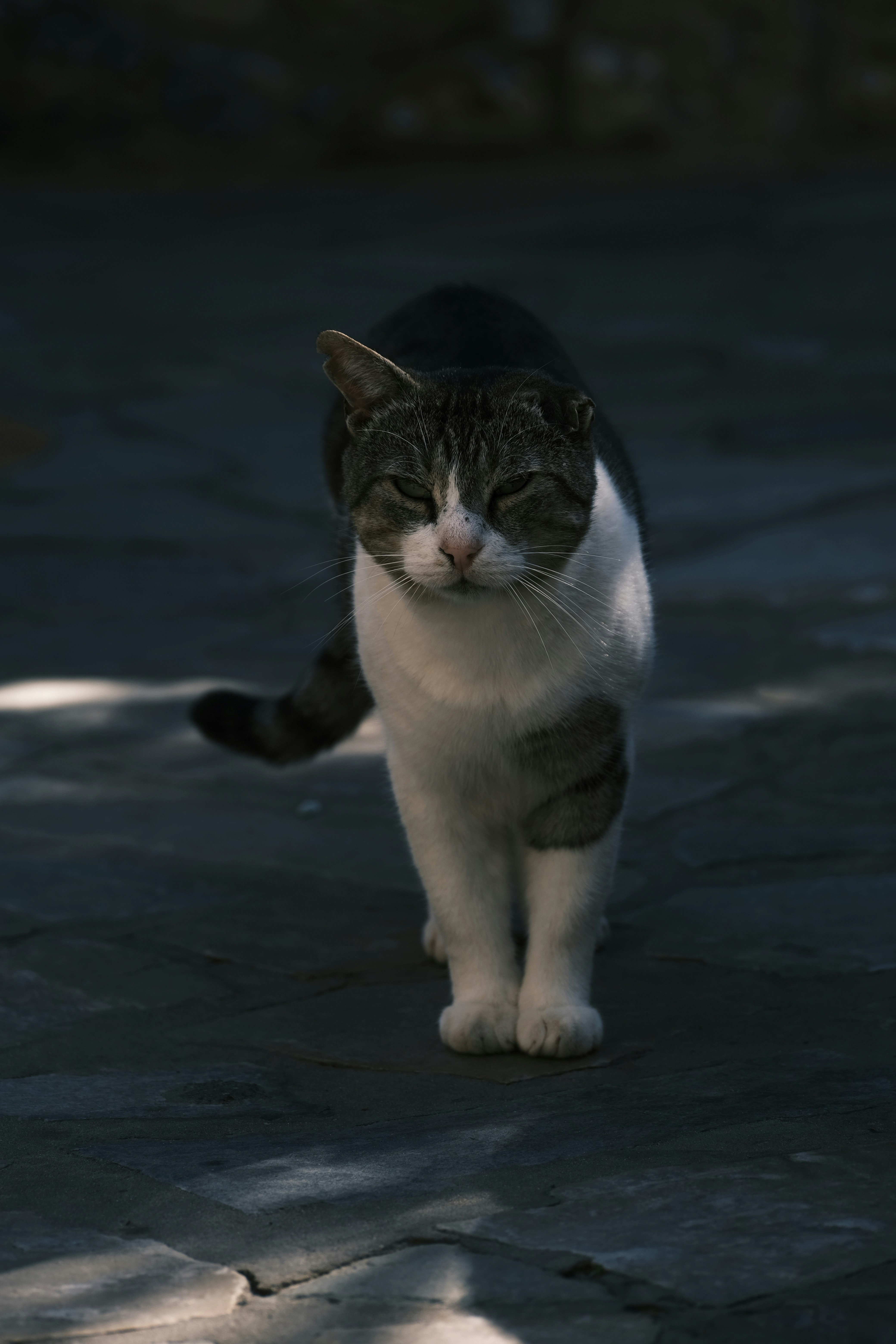 Photo by rozoviesloniki