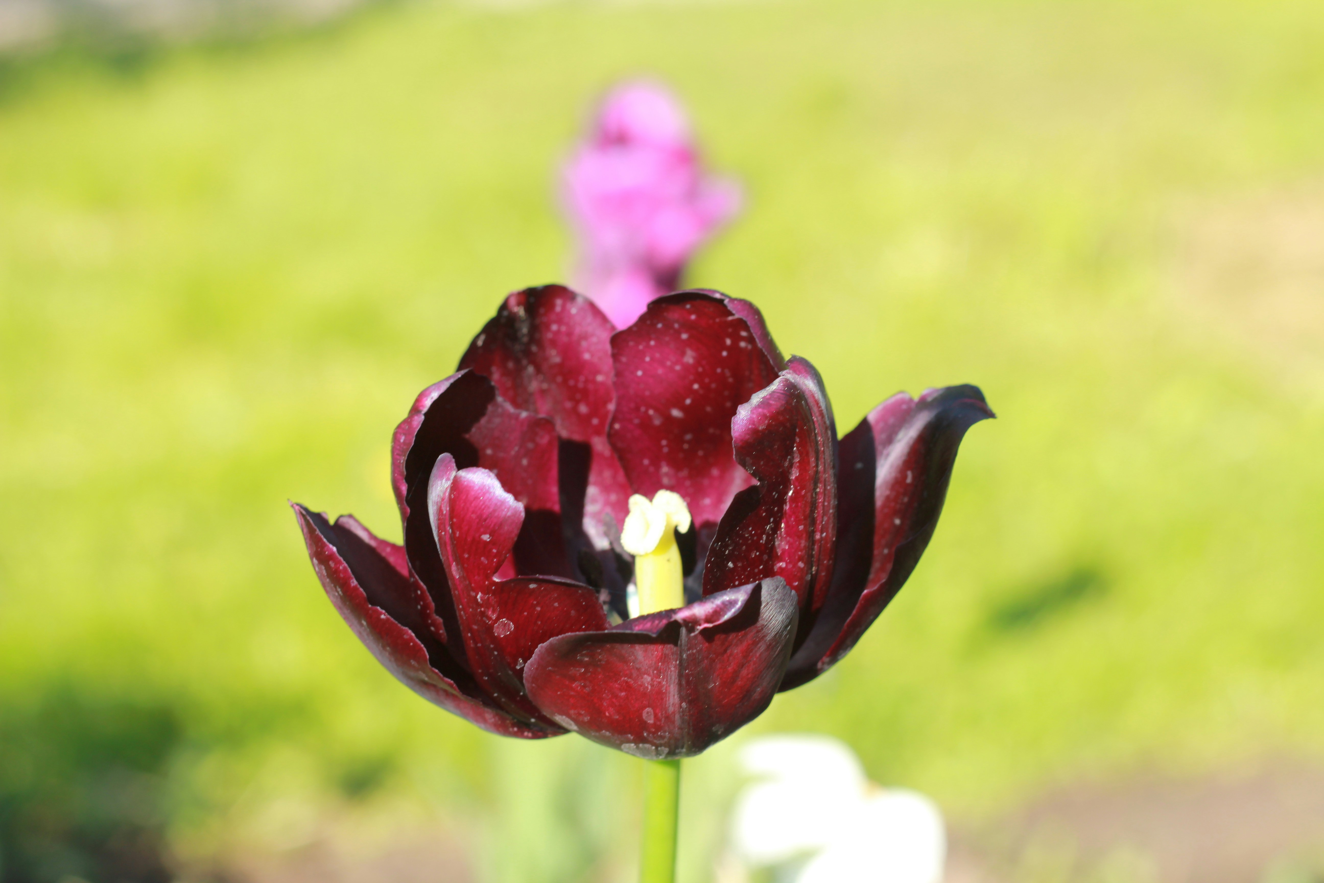 A close up of a flower with a blurry background