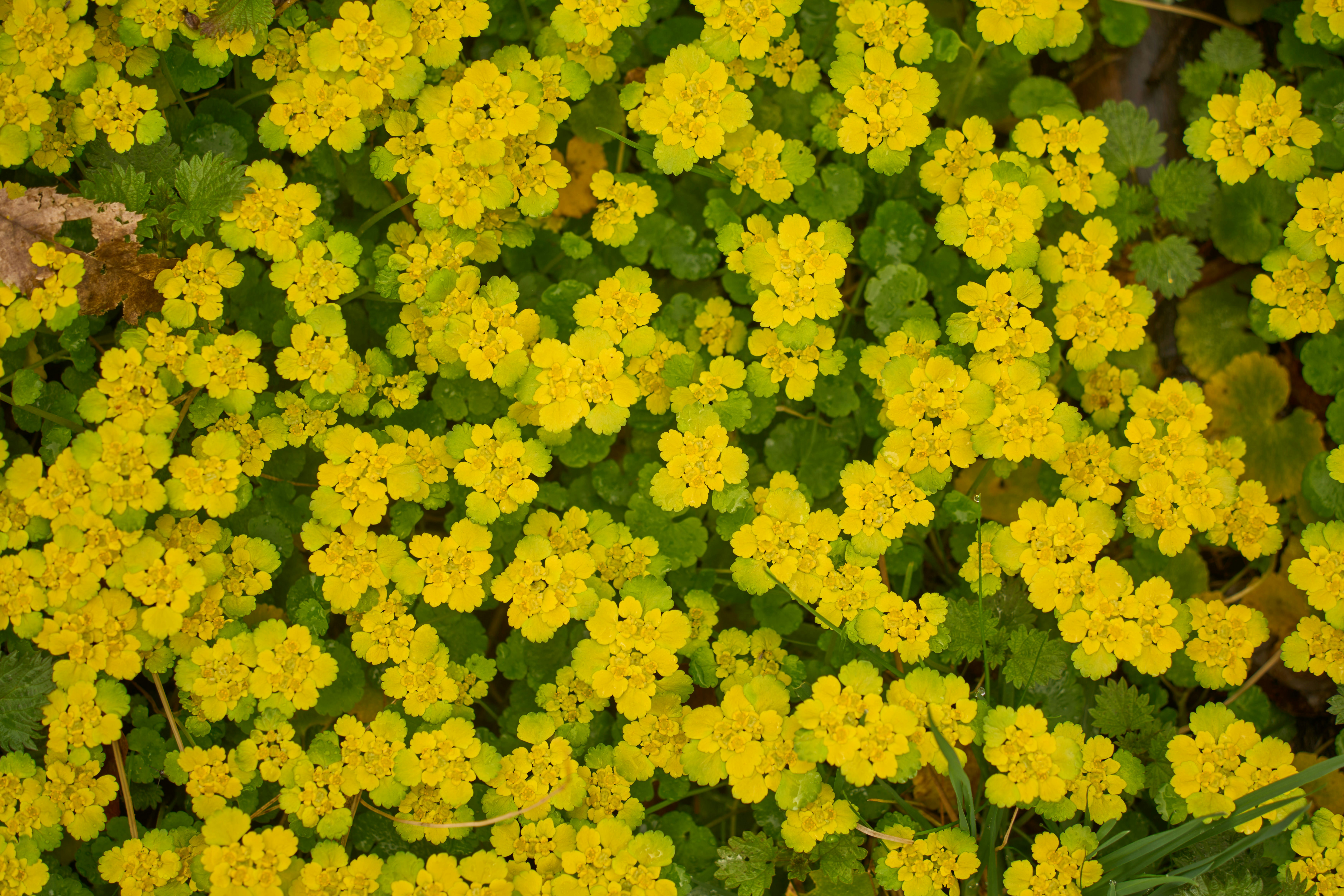 Photo by wolfgang_hasselmann