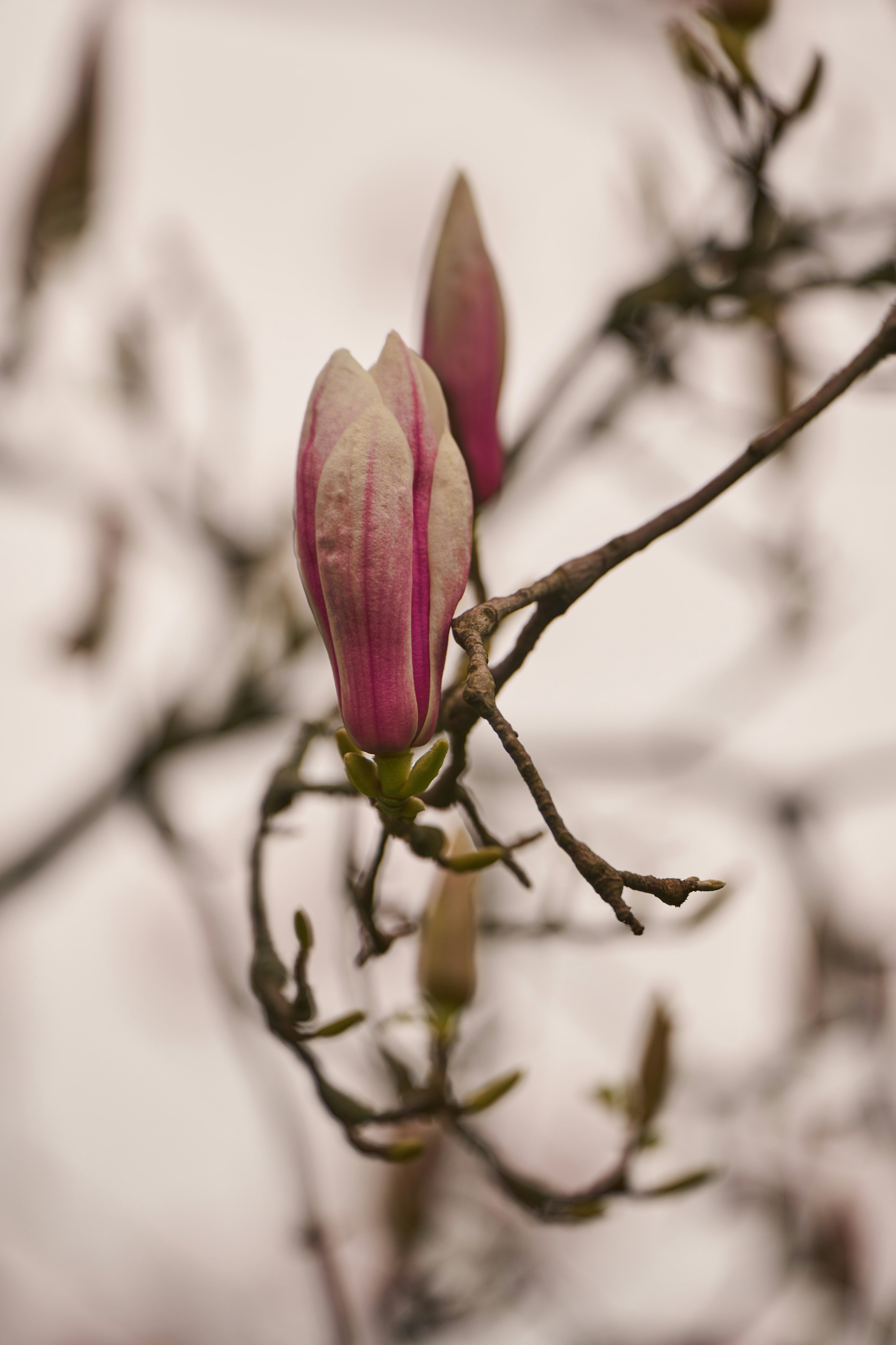 Photo by wolfgang_hasselmann