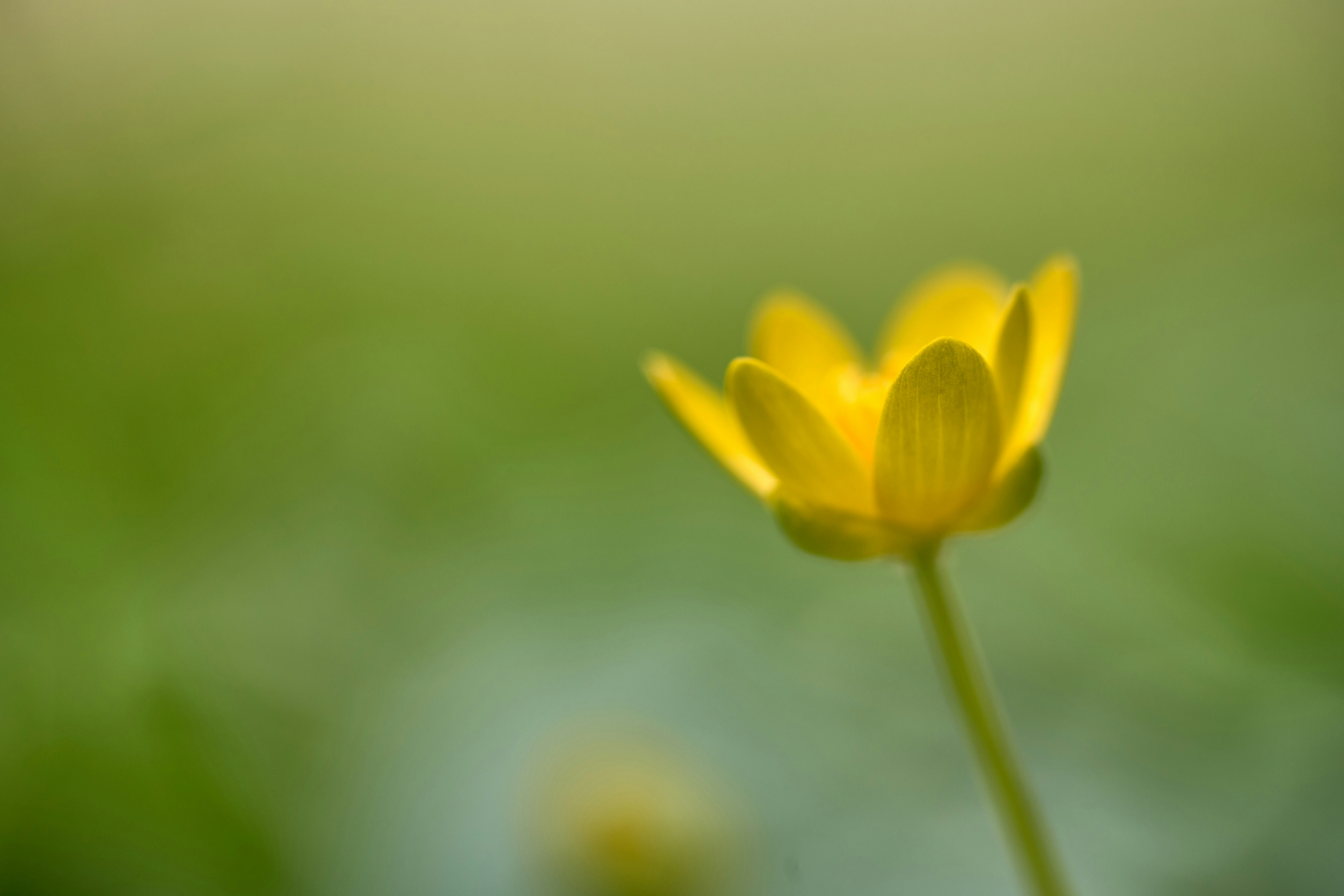 Photo by wolfgang_hasselmann