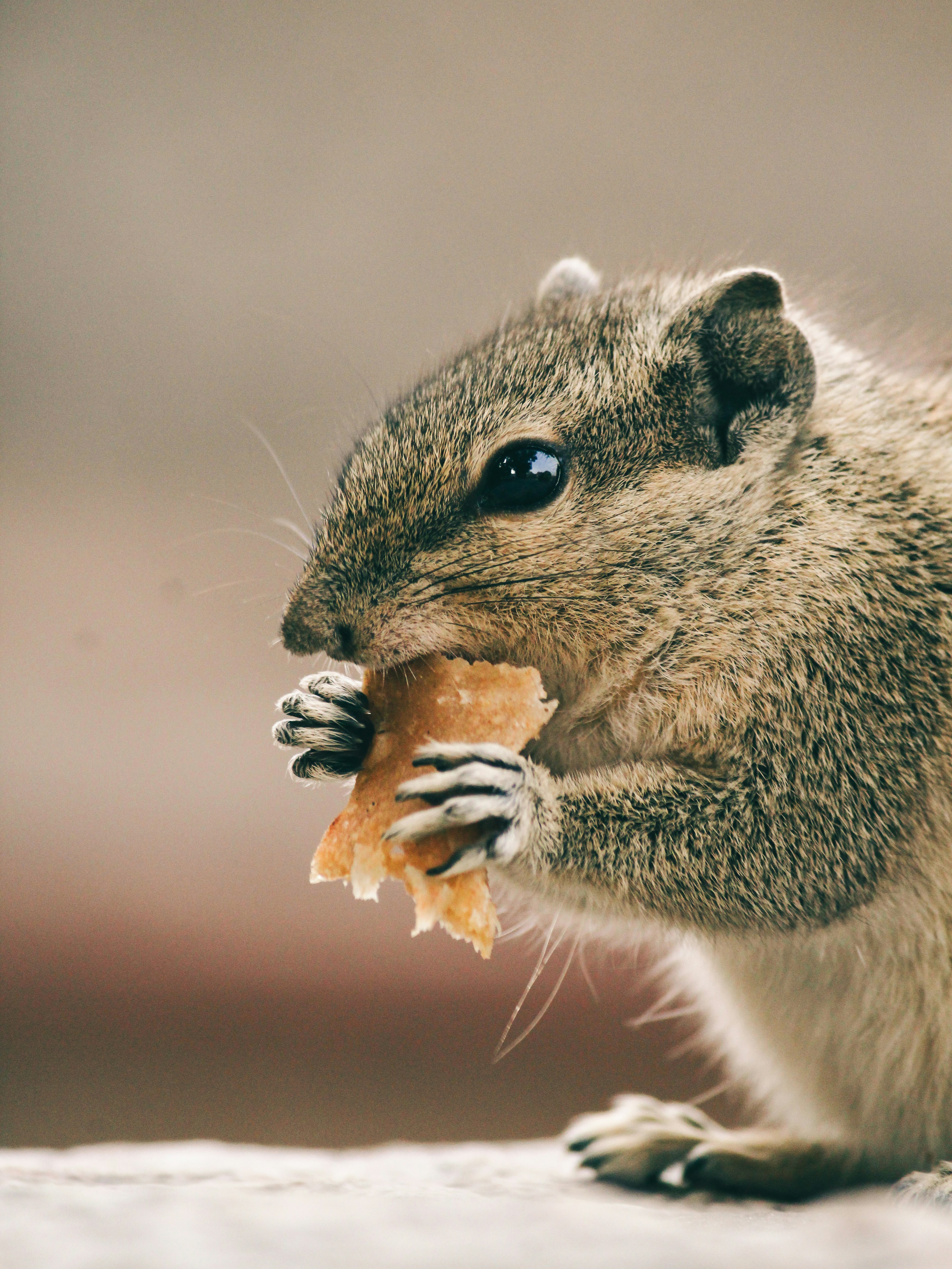 A small rodent eating a piece of food photo – Free Wallpaper Image on ...