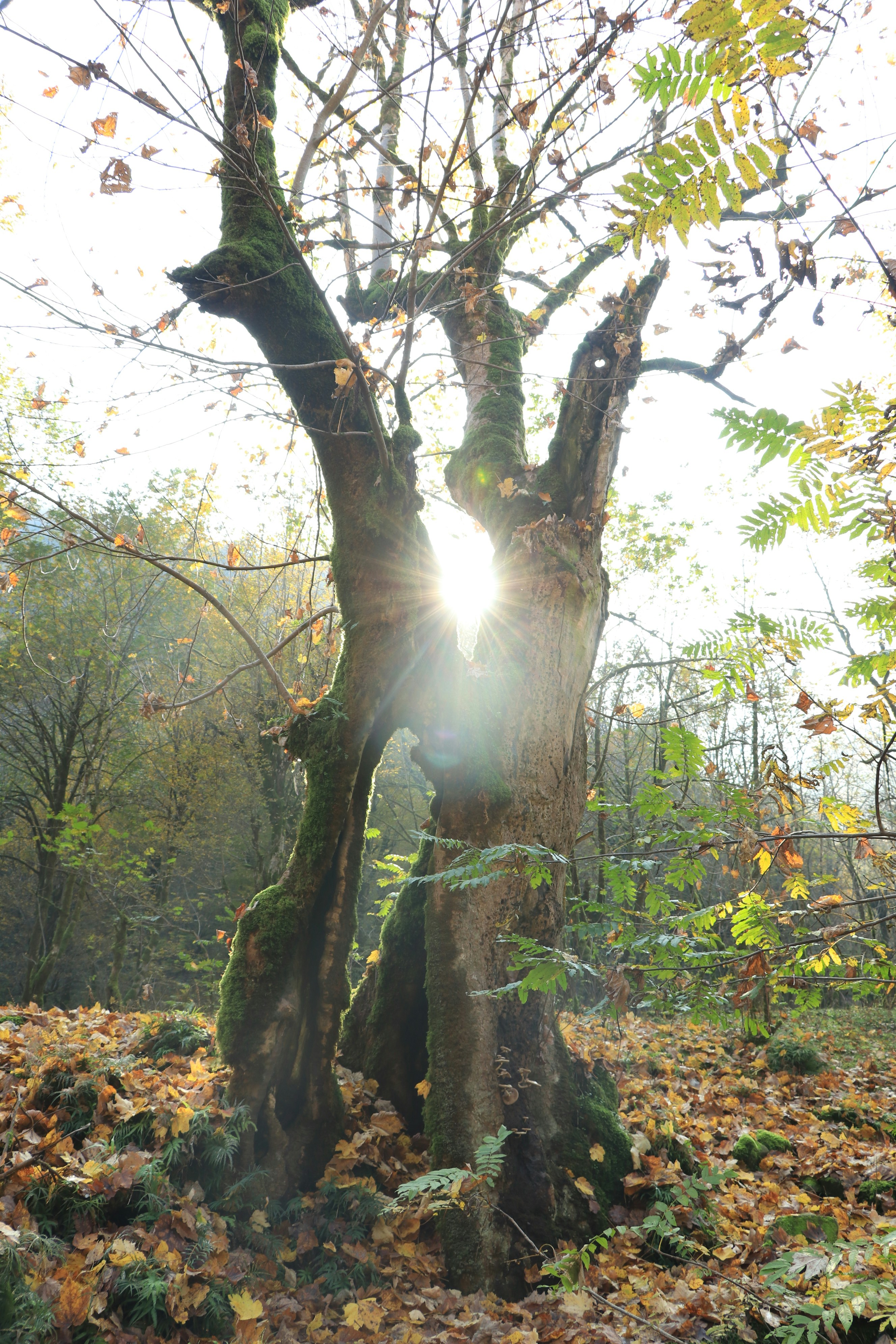 Photo by sshiva