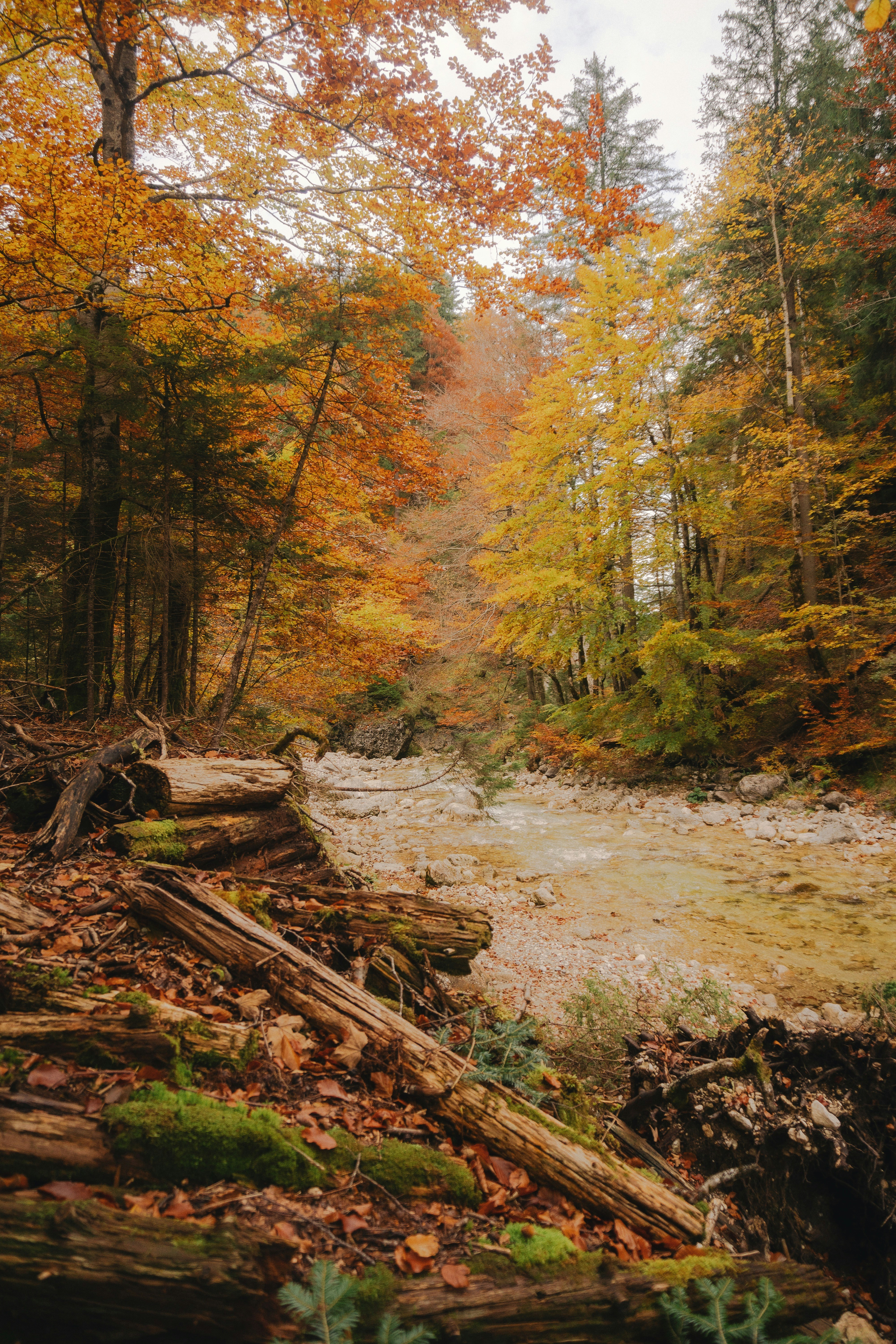A river running through a forest filled with lots of trees