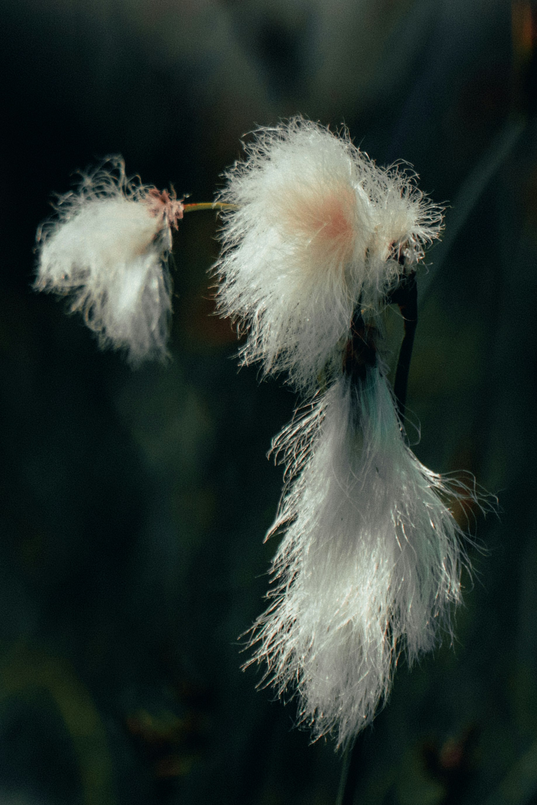 Photo by sinusfiction