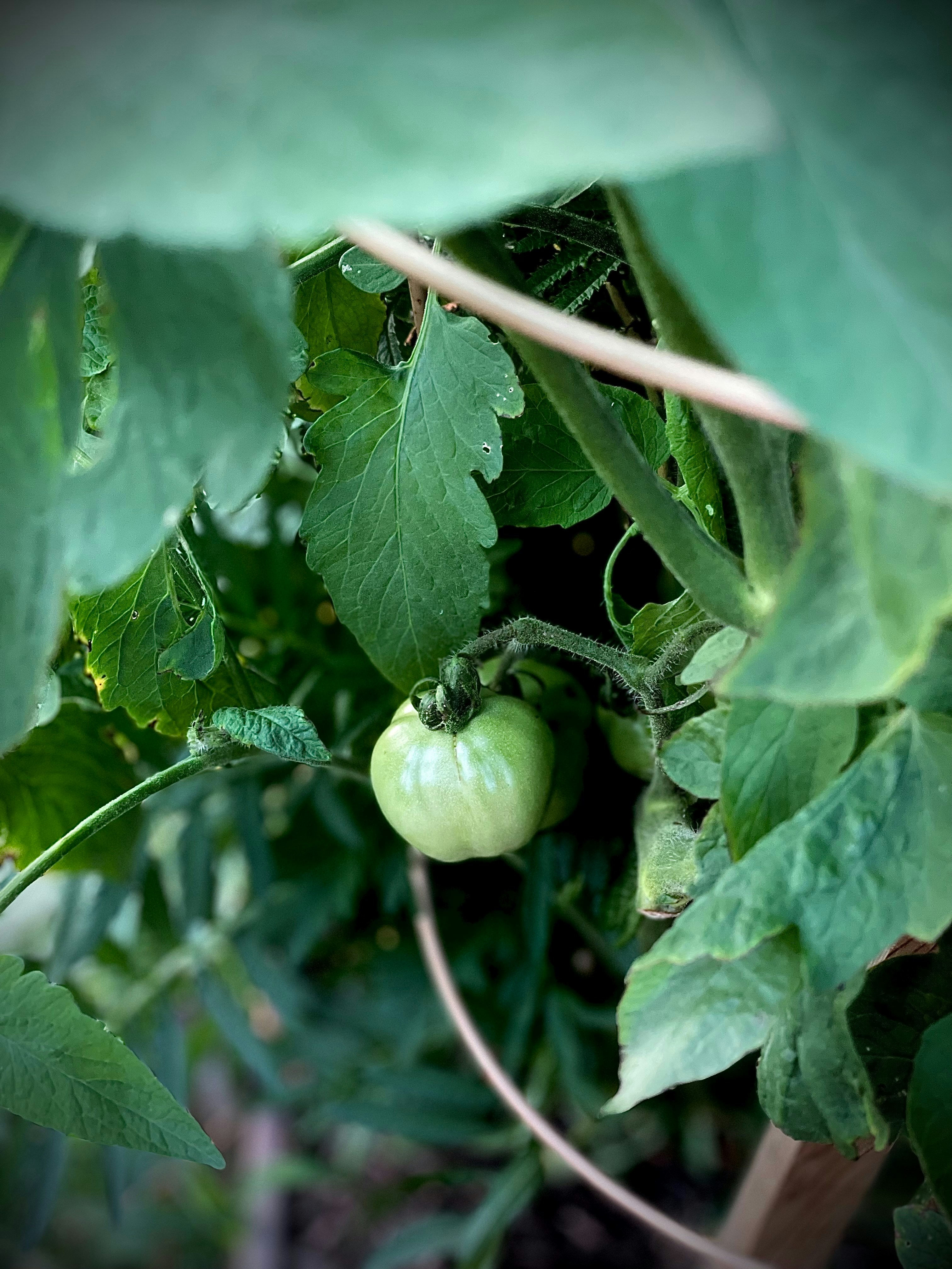 Photo by travissharp