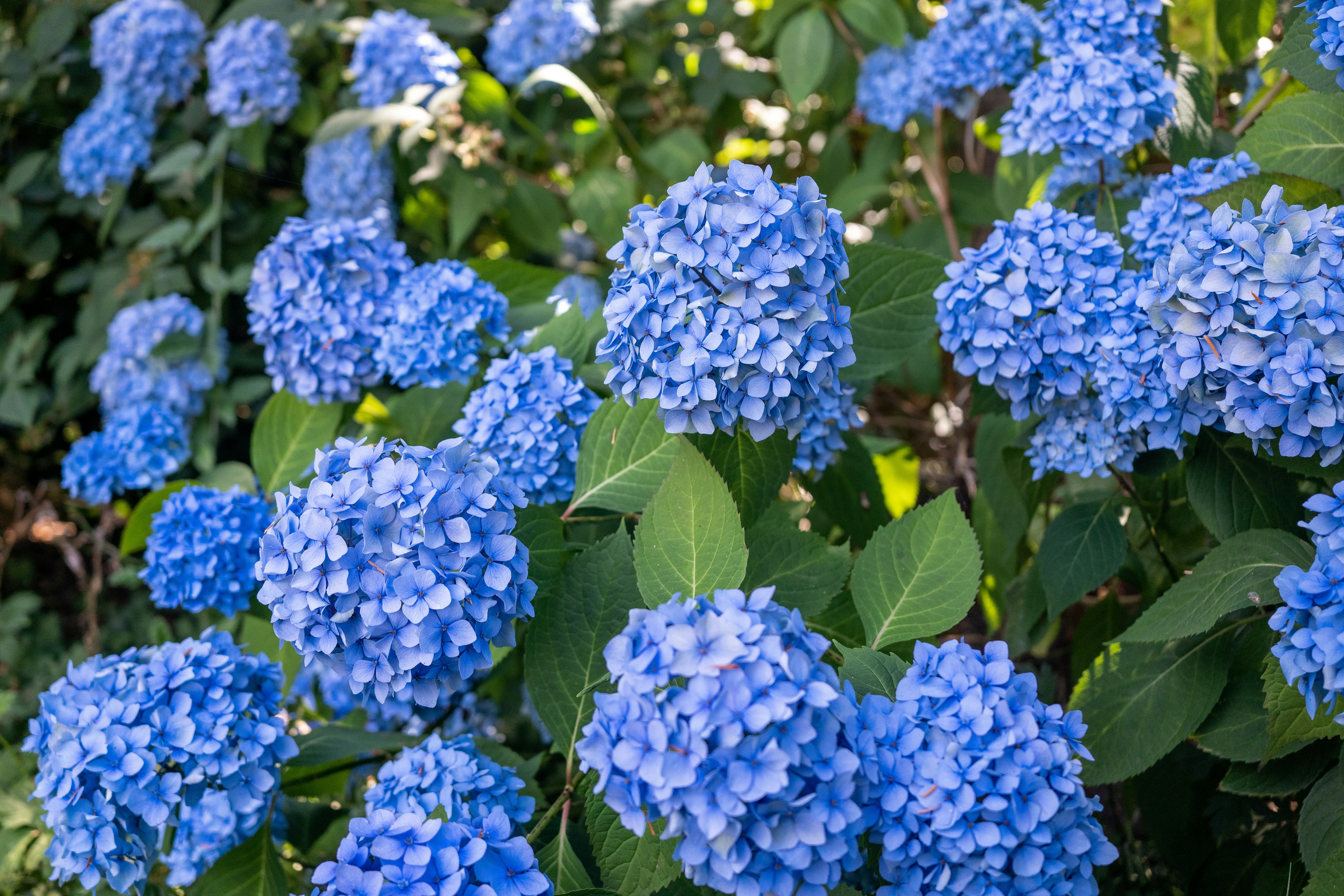 Linda의 지속적인 Blue Bloods 유산은 Boston Blue에서 Danny의 미래를 방해합니다