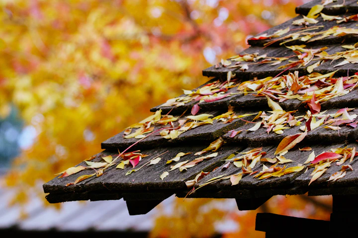 Autumn leaves collecting on a cottage shingle roof before a roof blow-off