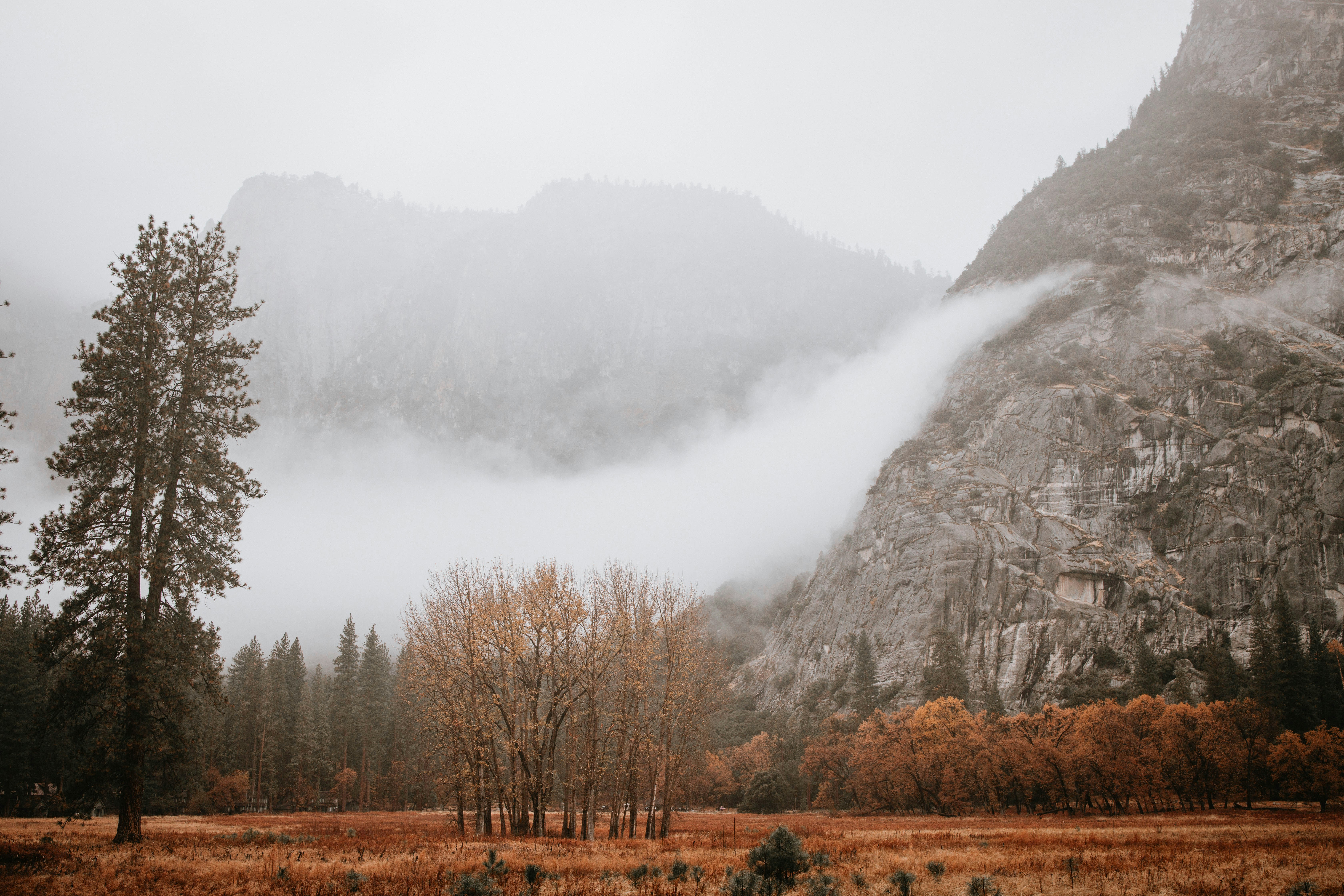 Ein Feld mit Bäumen und einem Berg im Hintergrund