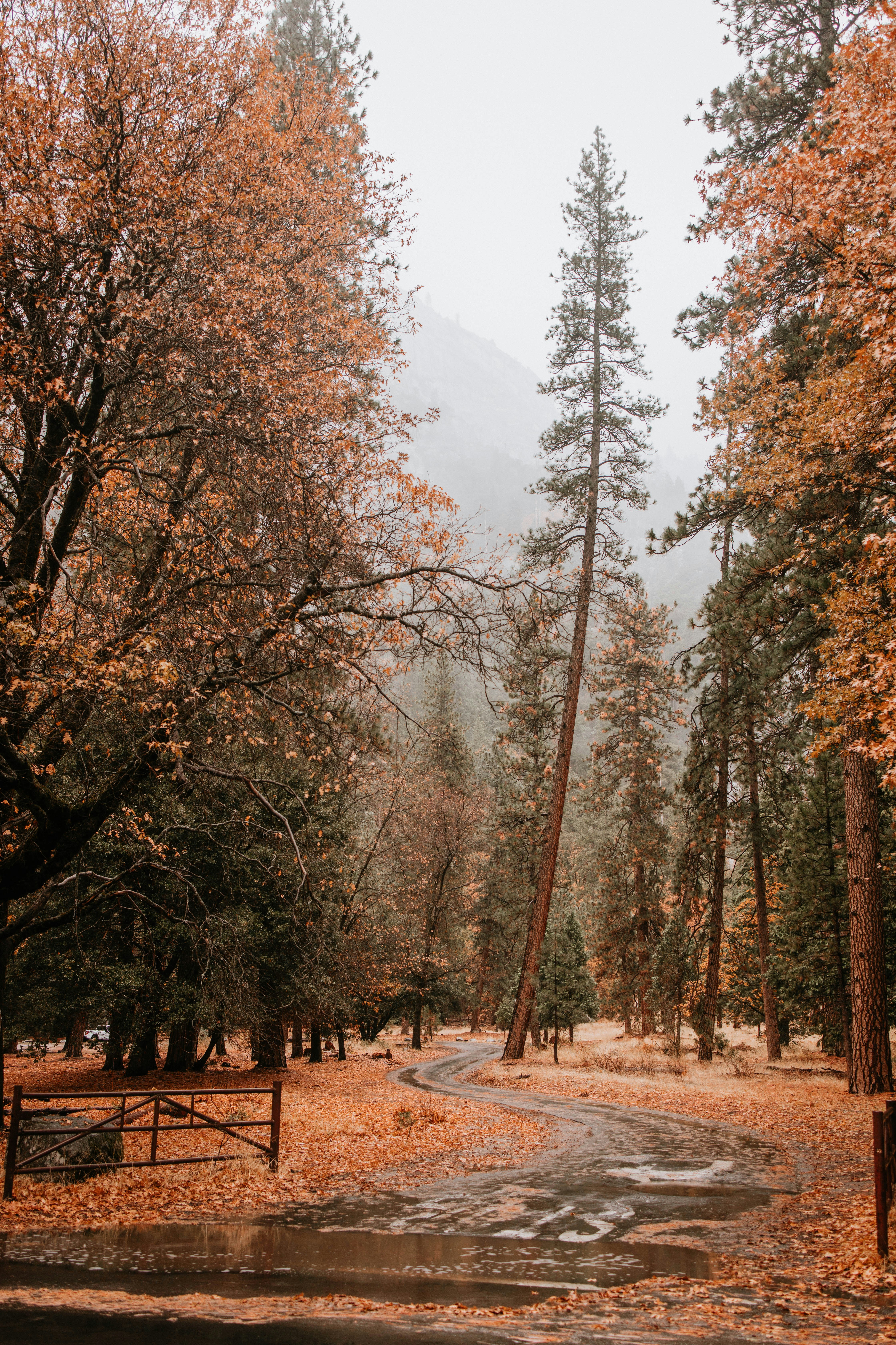 Ein Feldweg, umgeben von hohen Bäumen in einem Wald