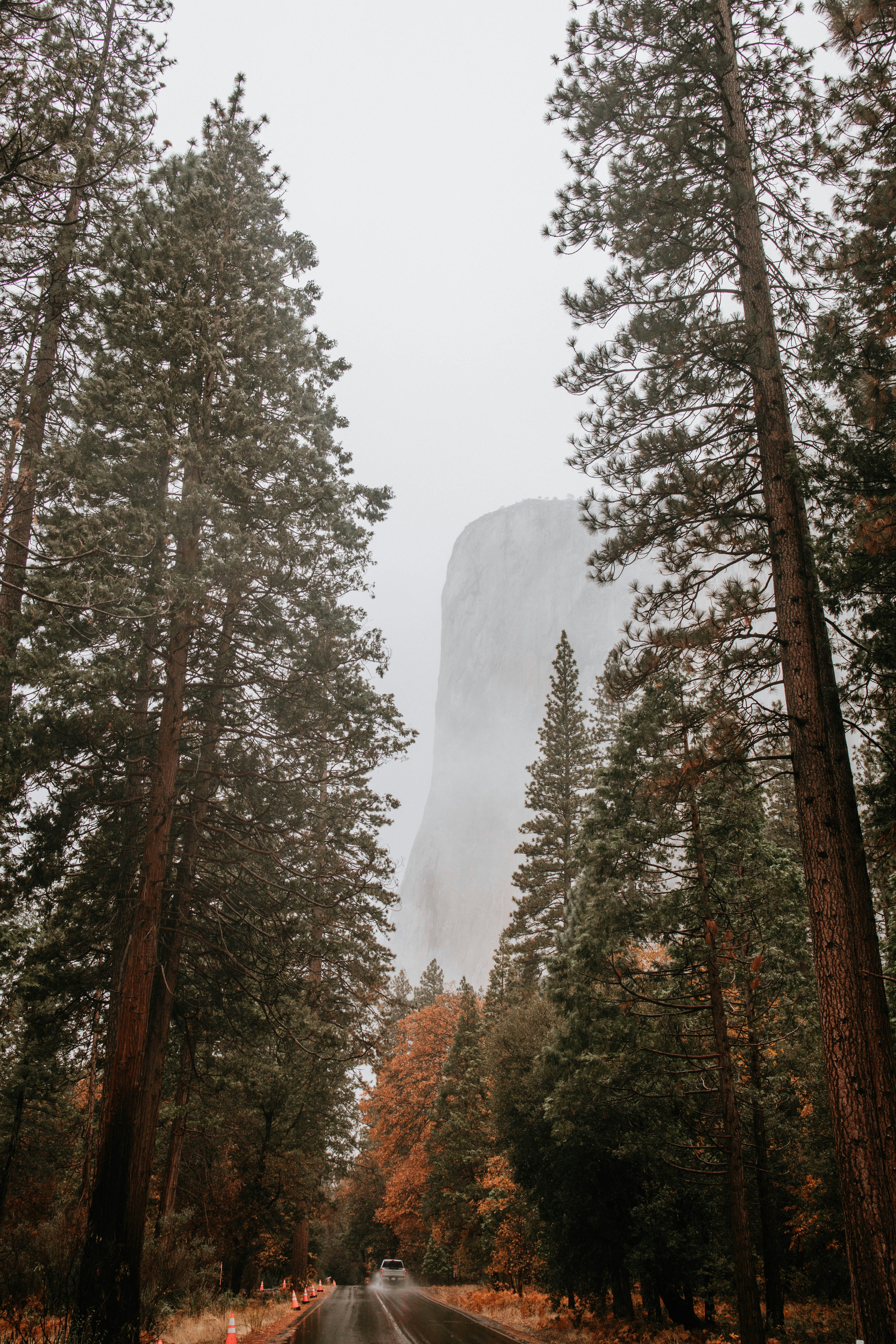 Ein Auto fährt eine Straße entlang, die von hohen Bäumen umgeben ist