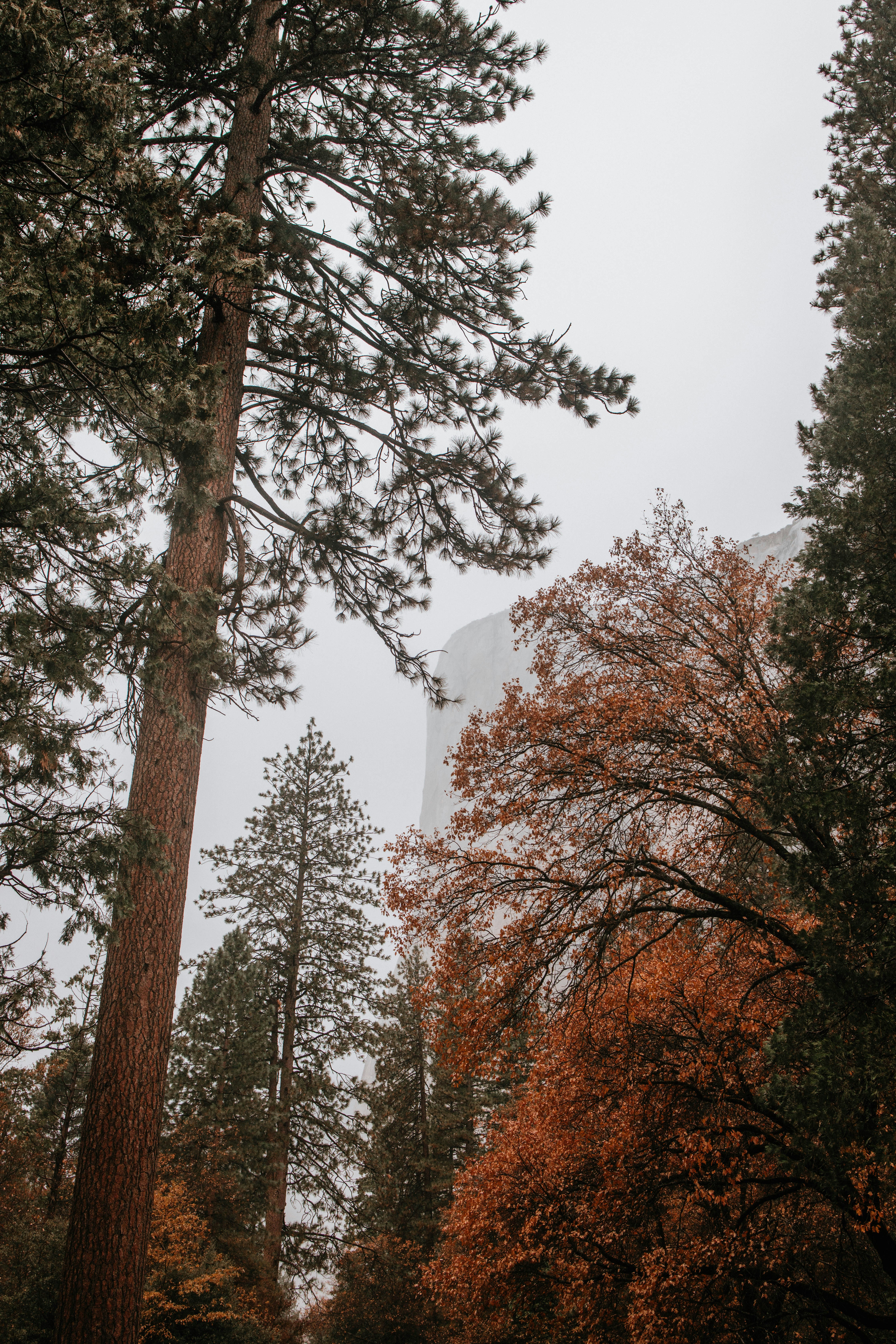 Ein Blick auf ein hohes Gebäude durch die Bäume