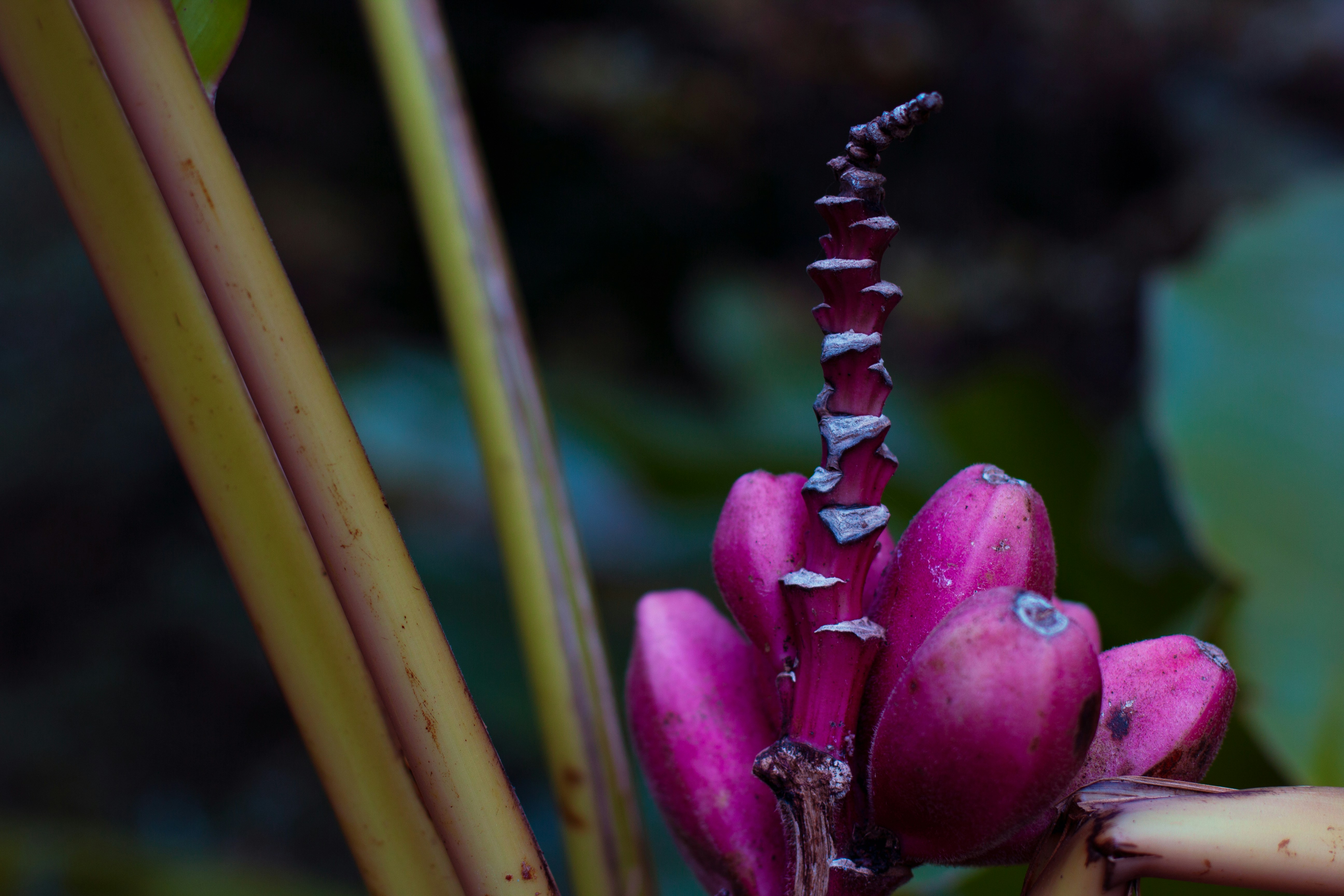 A close up of a flower on a plant