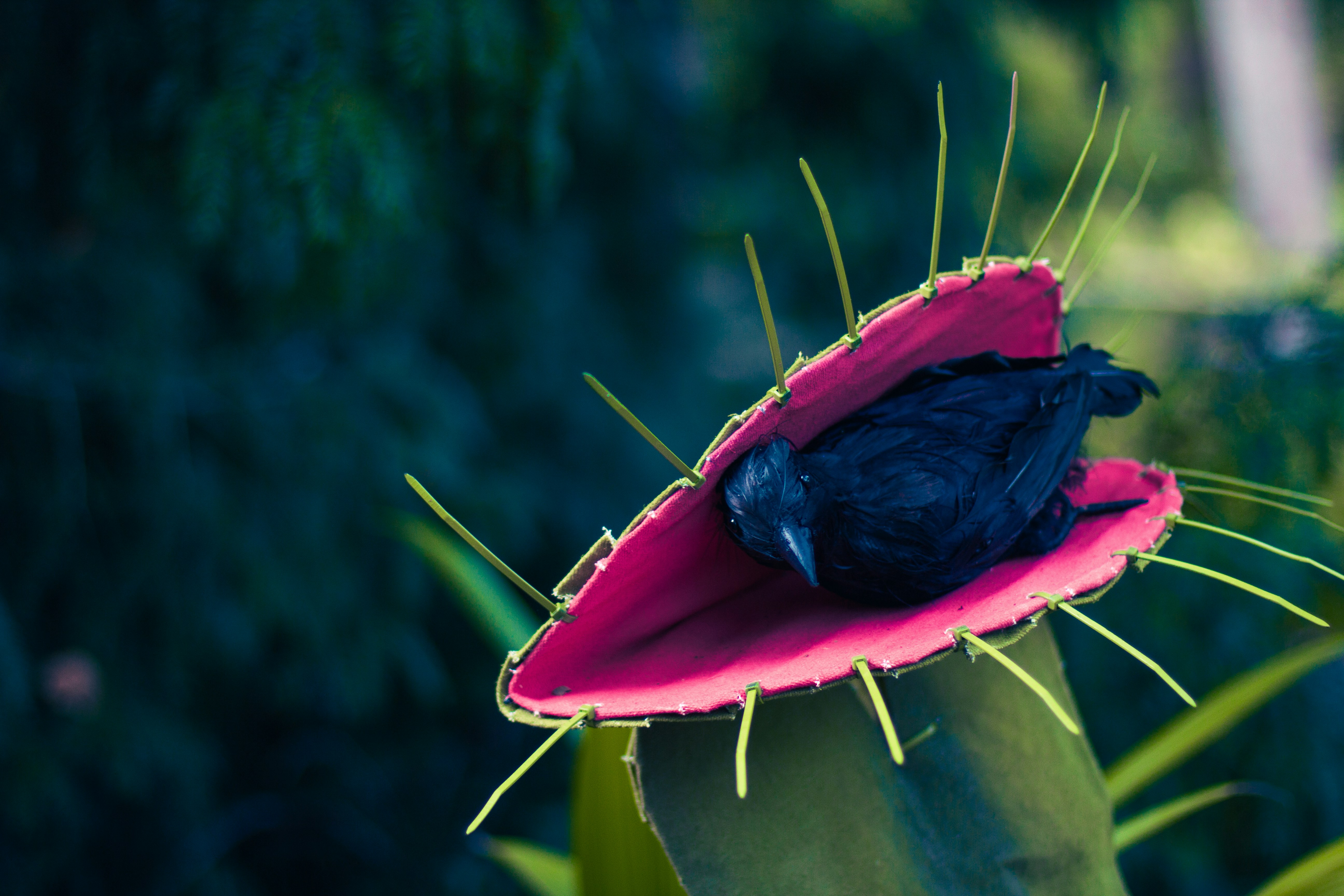 A close up of a flower on a plant