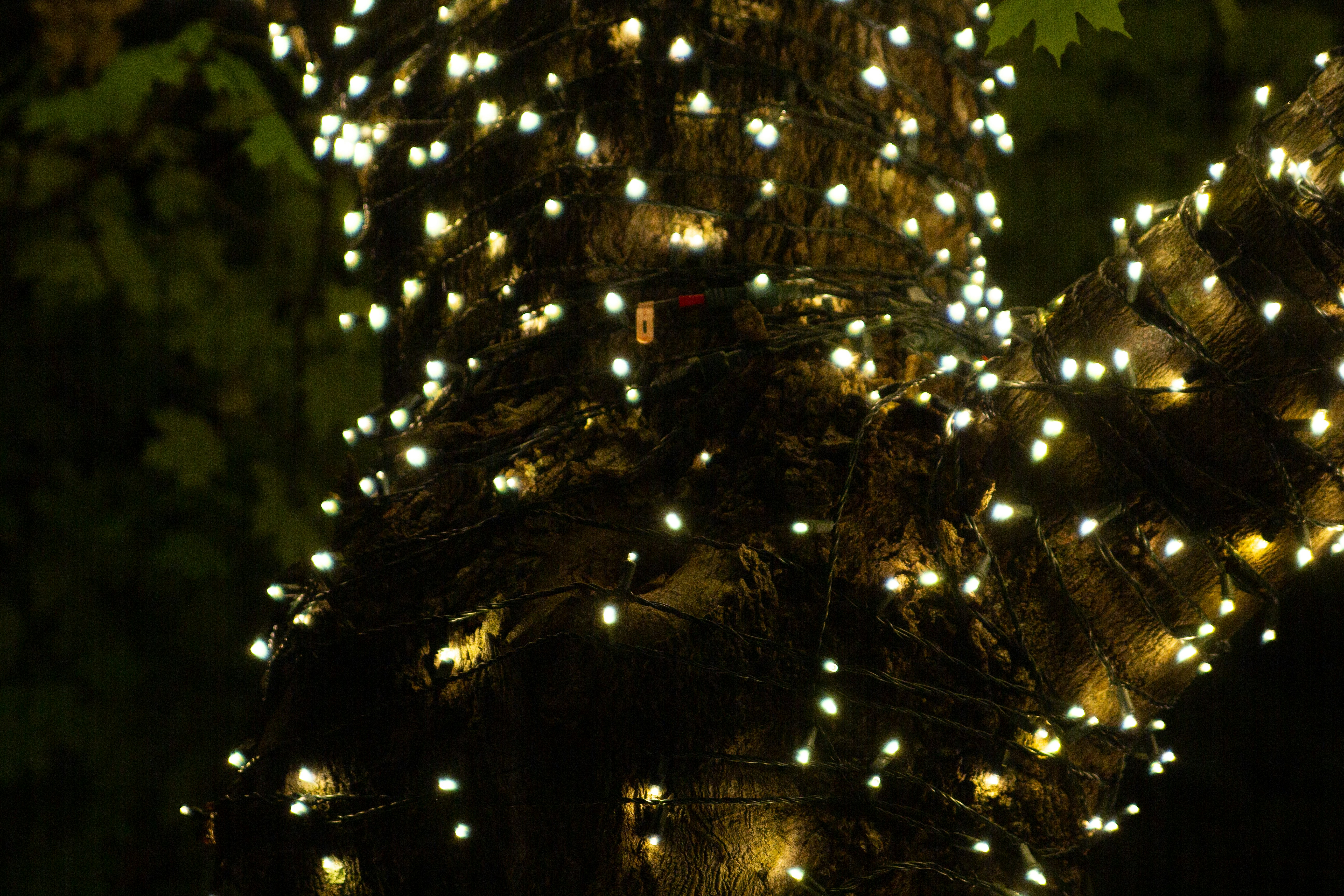 A tree with a lot of lights on it