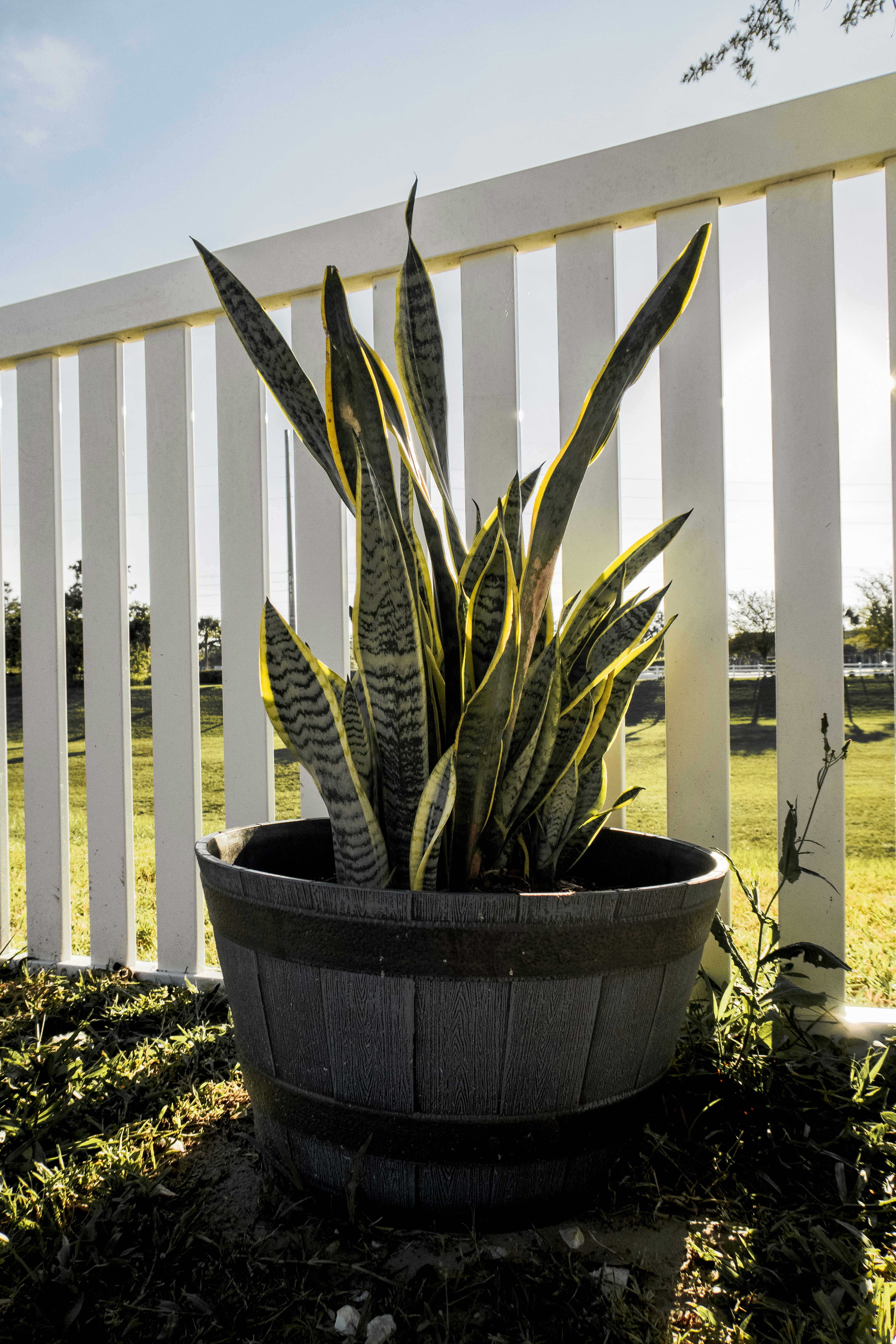 Snake Plant in big Pot kept around fencing