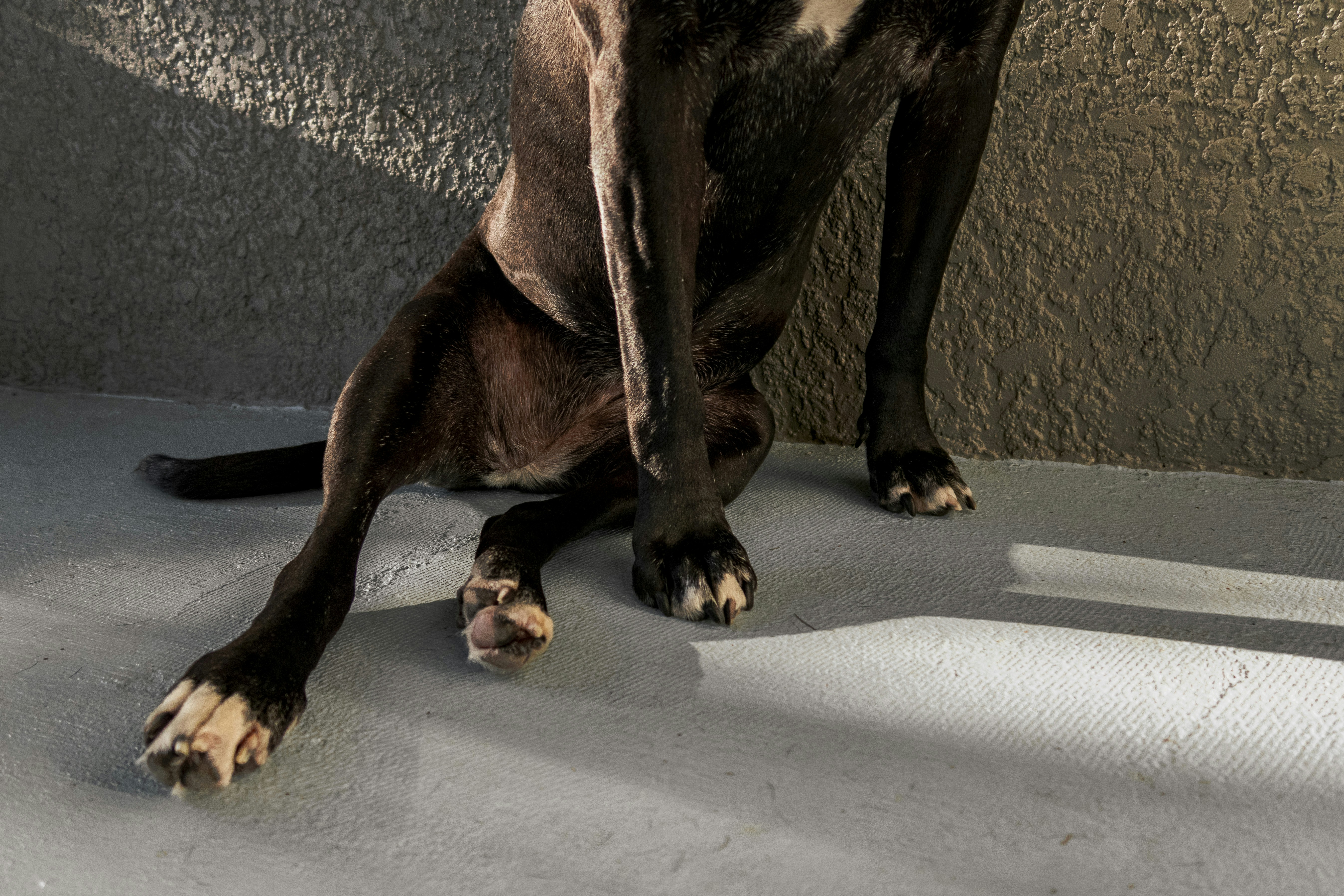 Dog Osteosarcoma: Causes, Diagnosis, Life Expectancy