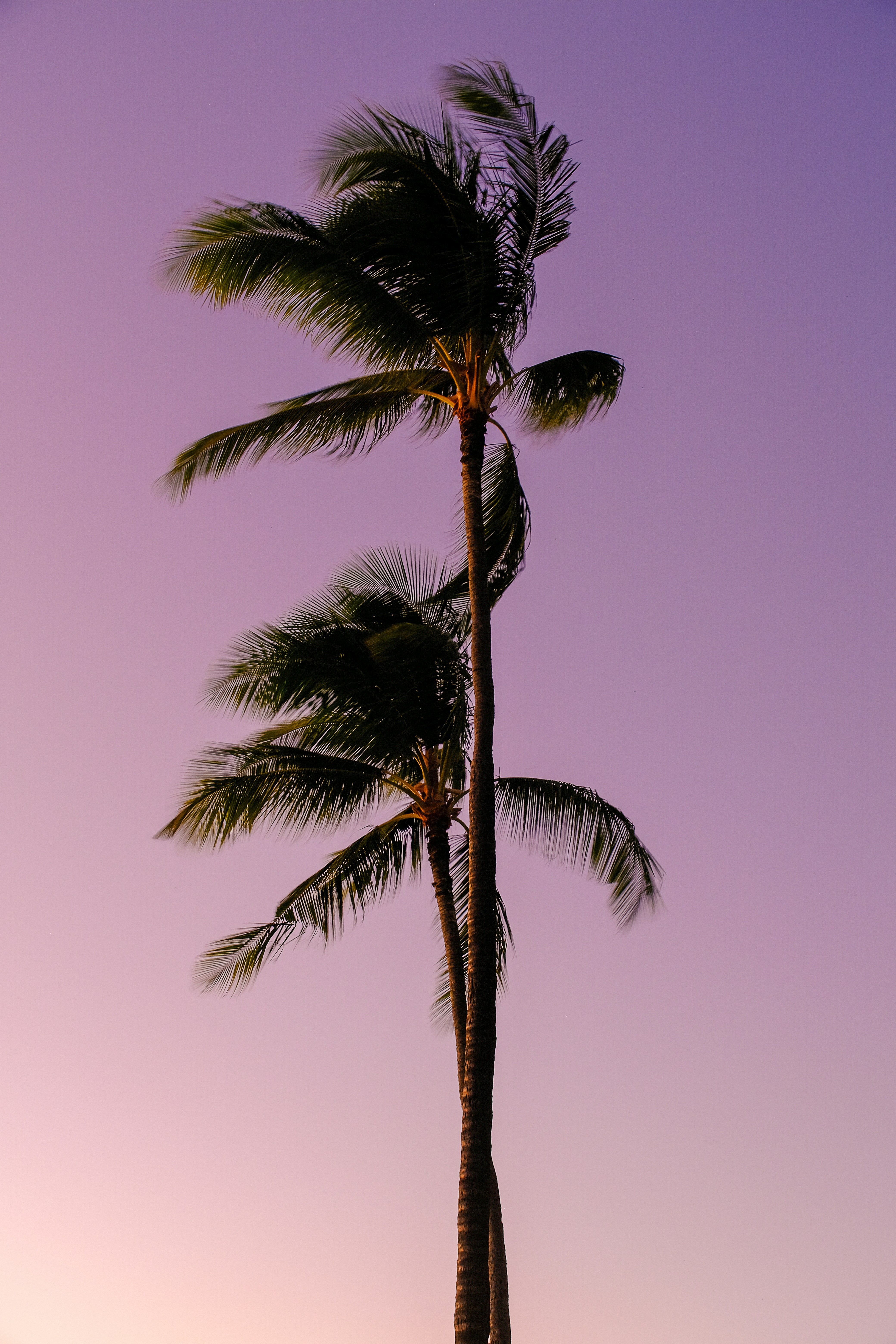 Uma palmeira soprando ao vento ao pôr do sol
