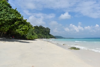 A sandy beach with trees and blue water
