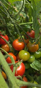 A bunch of tomatoes growing on a vine
