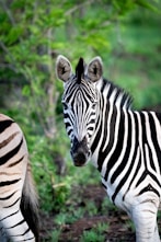A couple of zebra standing next to each other