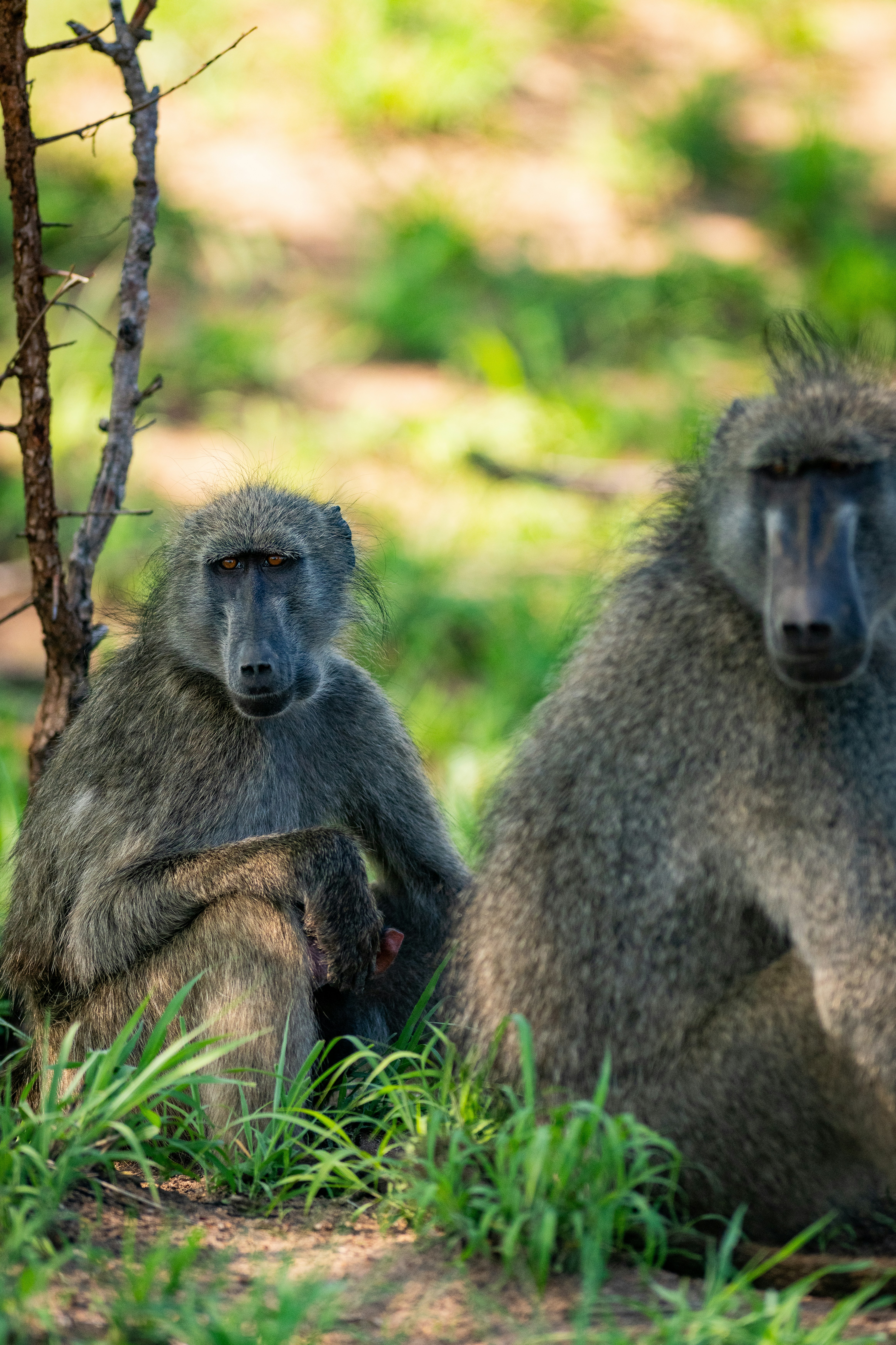 Two baboons sitting in the grass next to a tree