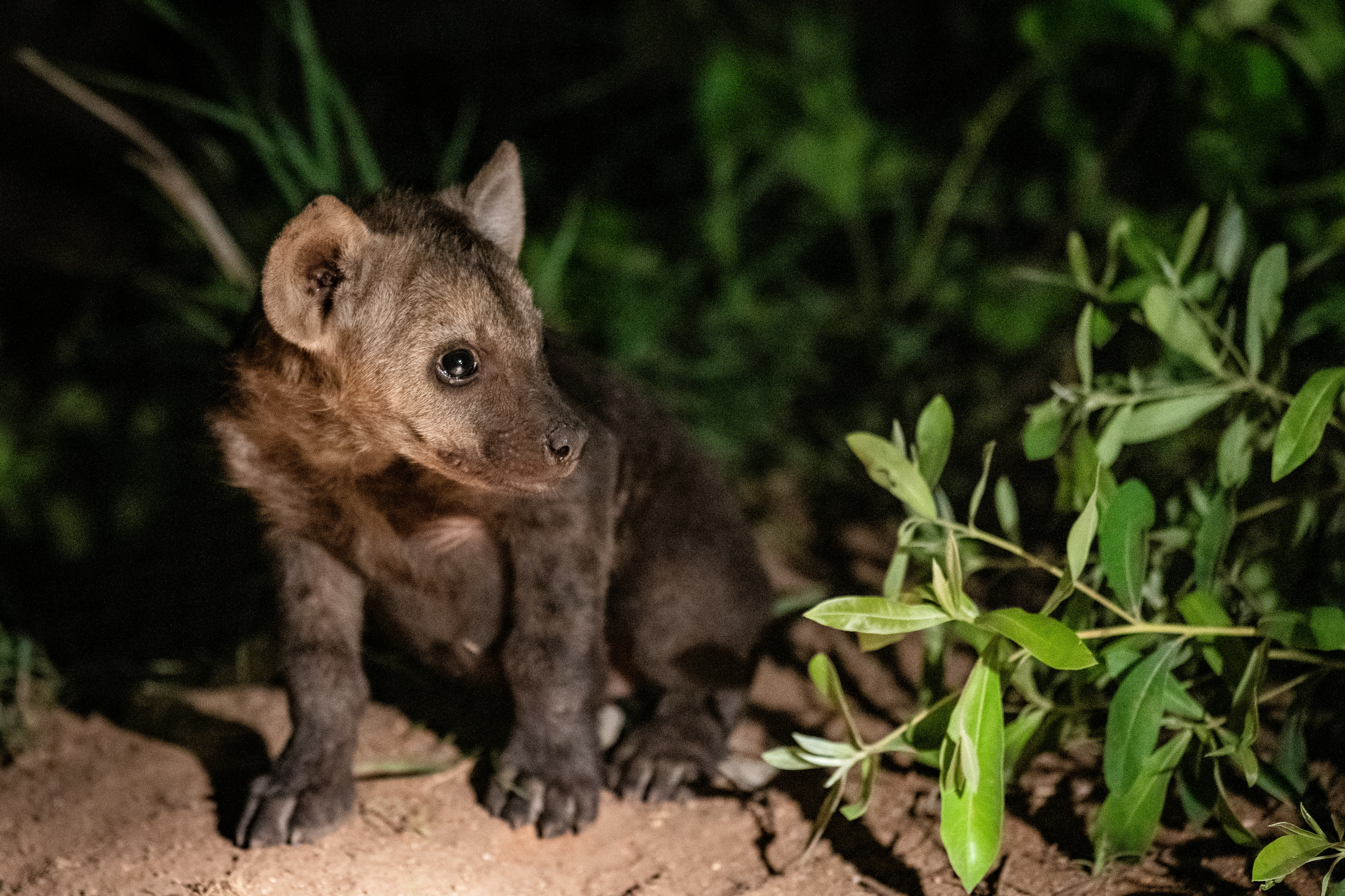 A baby hyena standing on top of a dirt ground