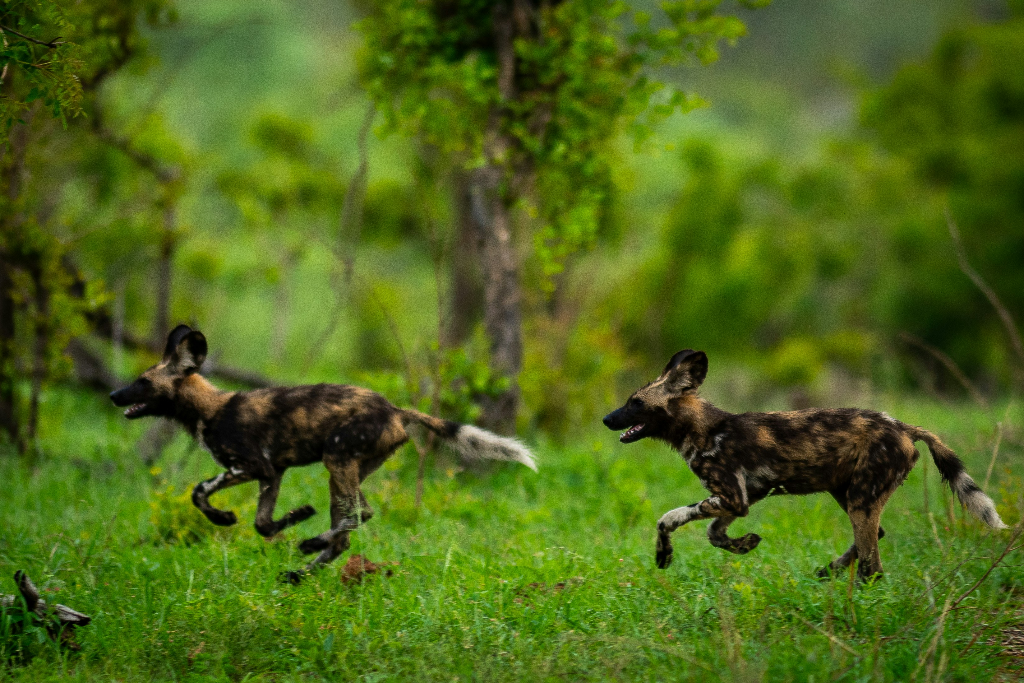 A couple of wild dogs running across a lush green field