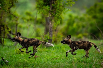 A couple of wild dogs running across a lush green field