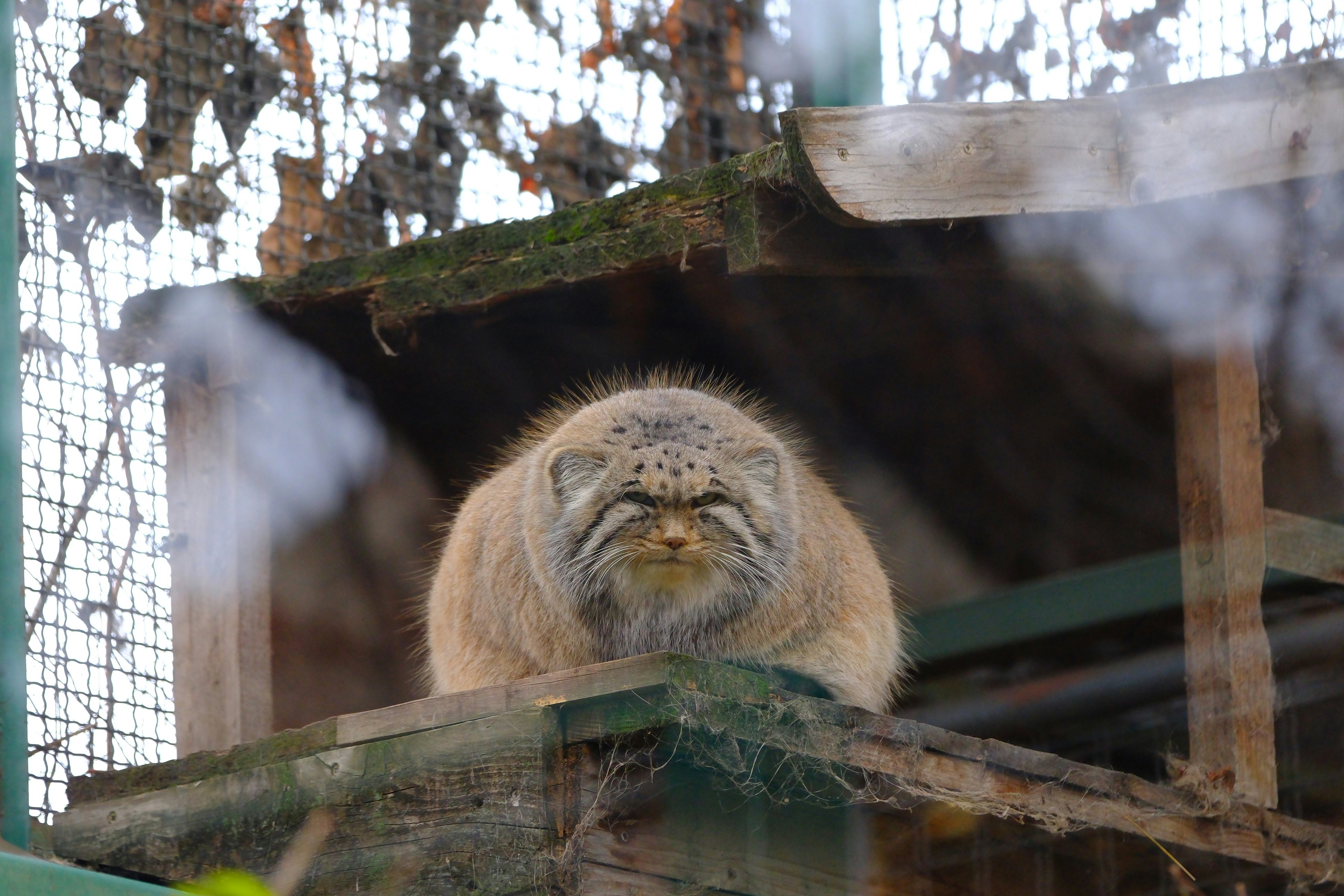 Pallas’s Cats Near Herdsmen Camps (image credits: unsplash)