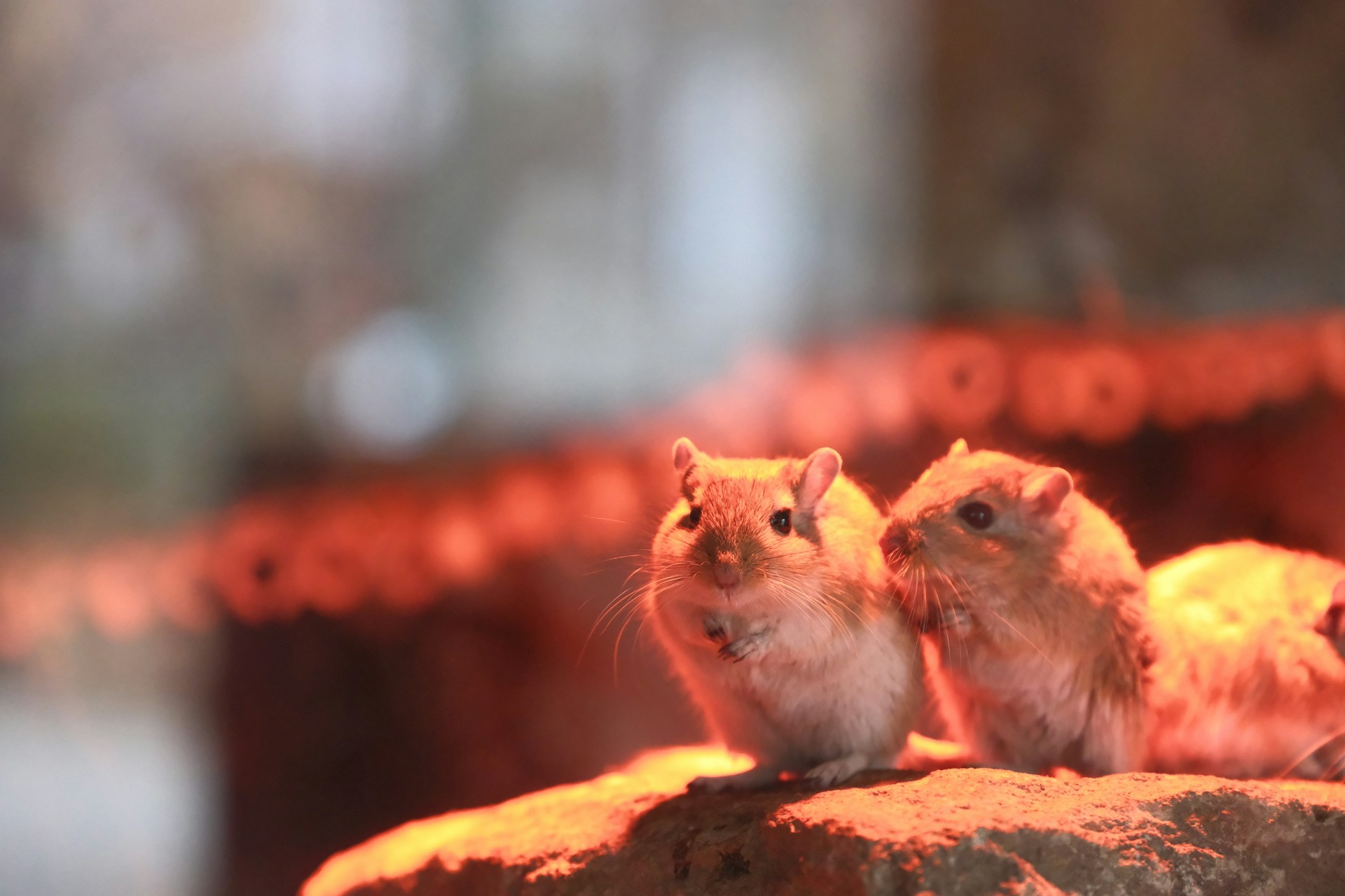 Two hamsters sitting on top of a rock