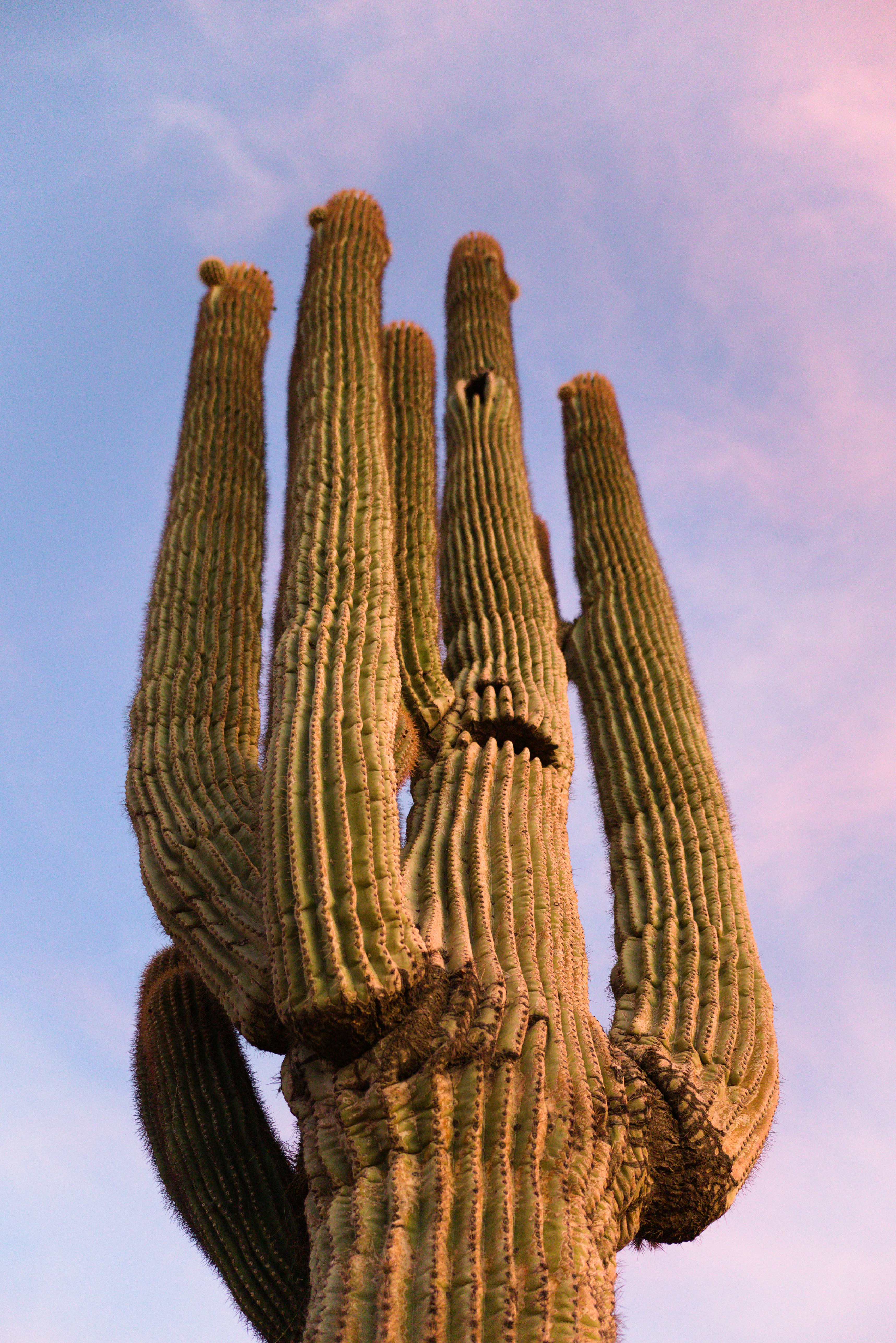 A large cactus with a face drawn on it