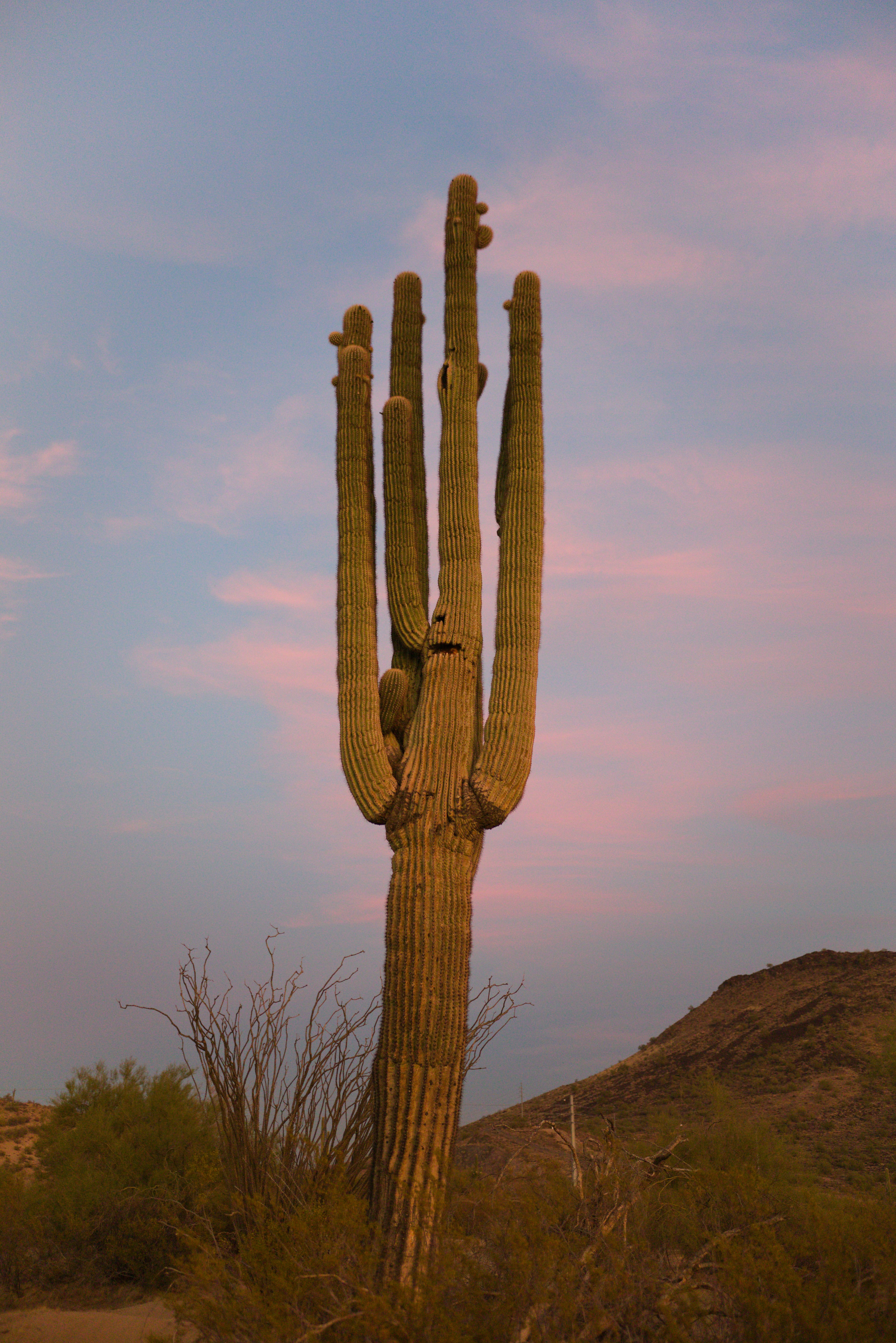 A large cactus in the middle of a desert