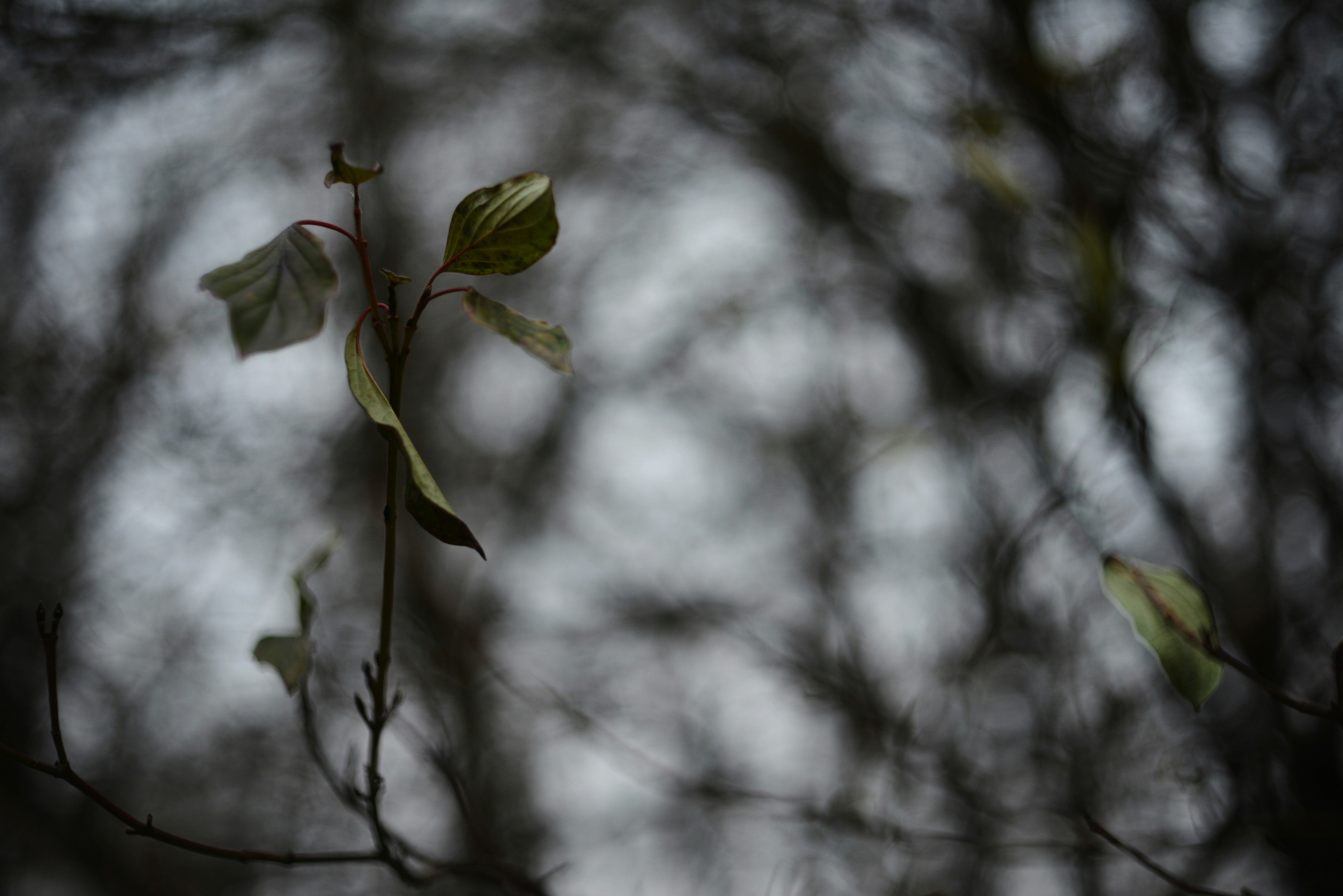 Photo by cherstve_pechivo