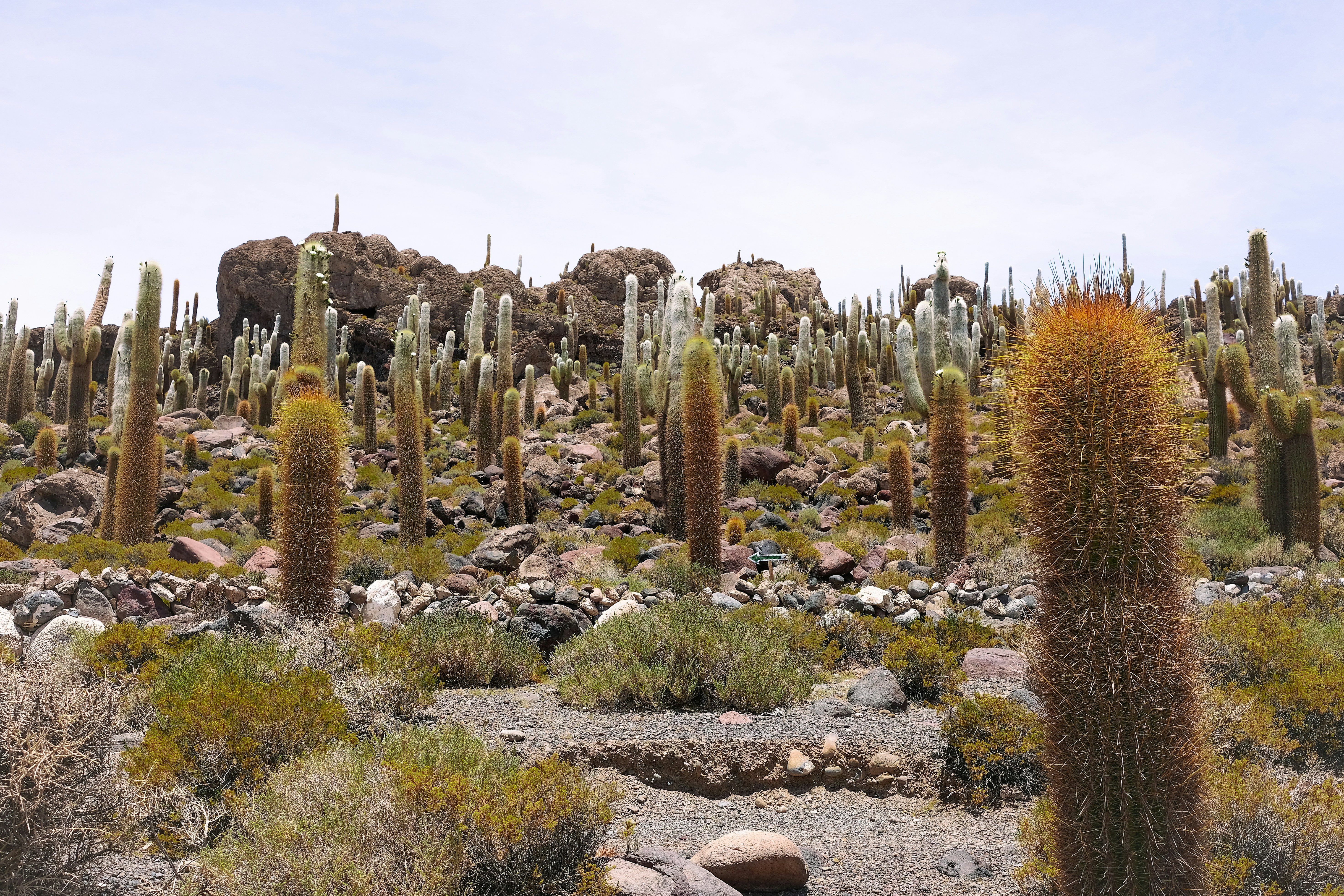 Medicinal and Cultural Marvels (image credits: unsplash)