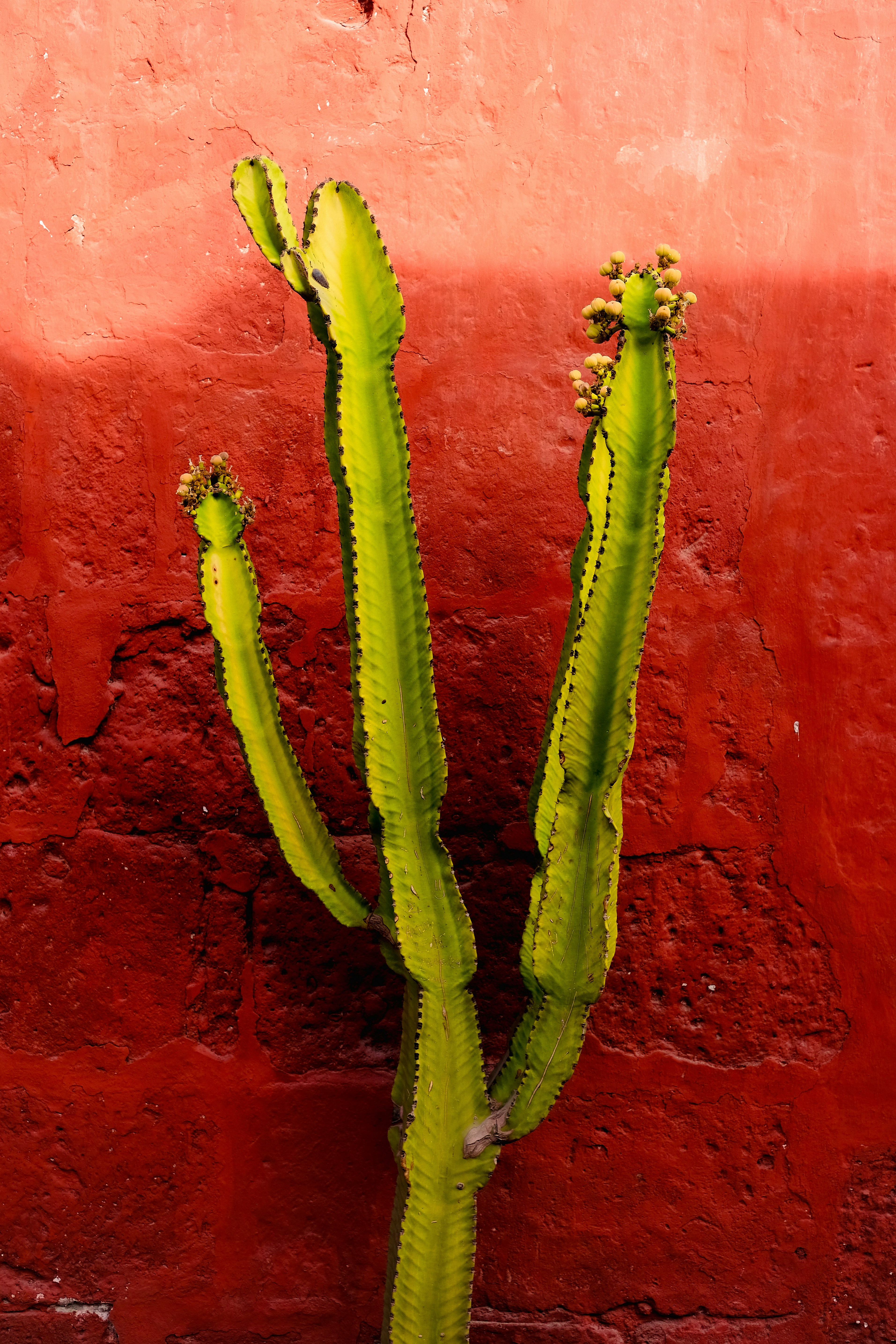 A green cactus in front of a red wall