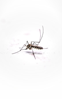 A mosquito on a white background
